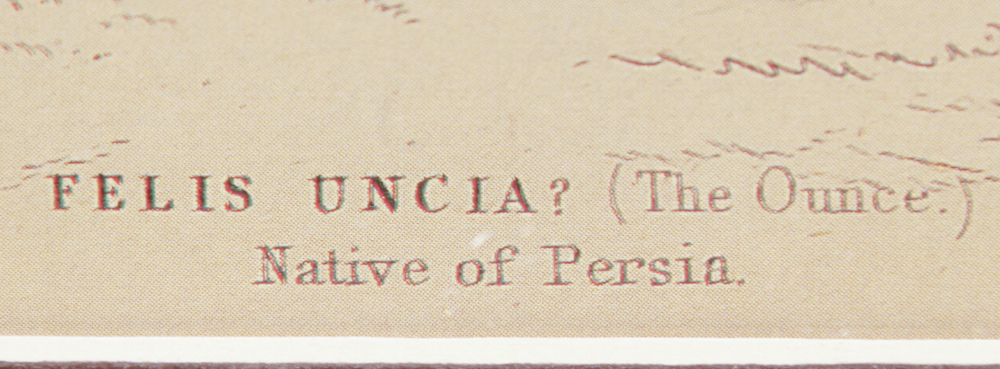 Collection of Wild Cat and Arch of Titus, Santa Maria Del Popolo Rose Lithographs