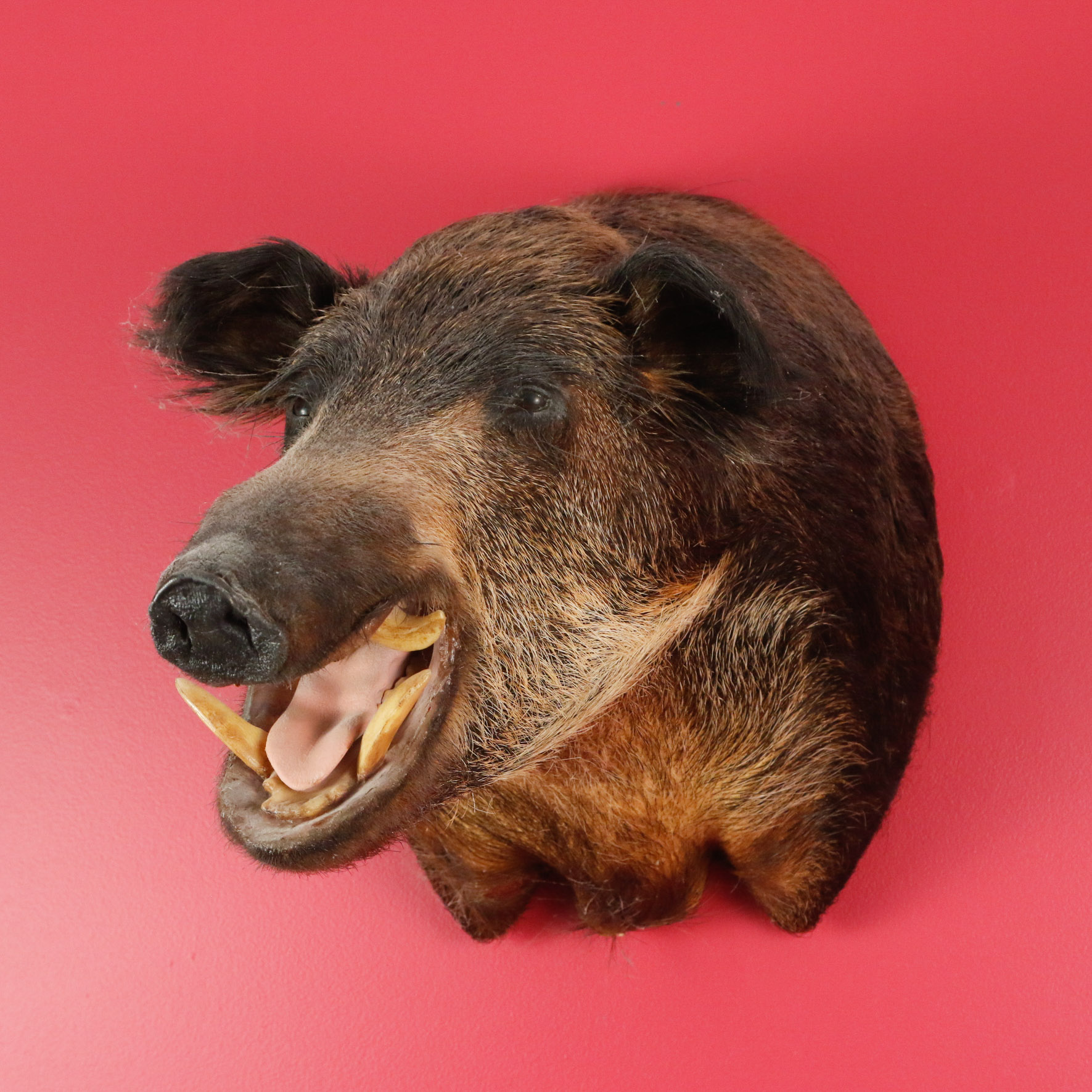 Taxidermy Wild Boar Mount