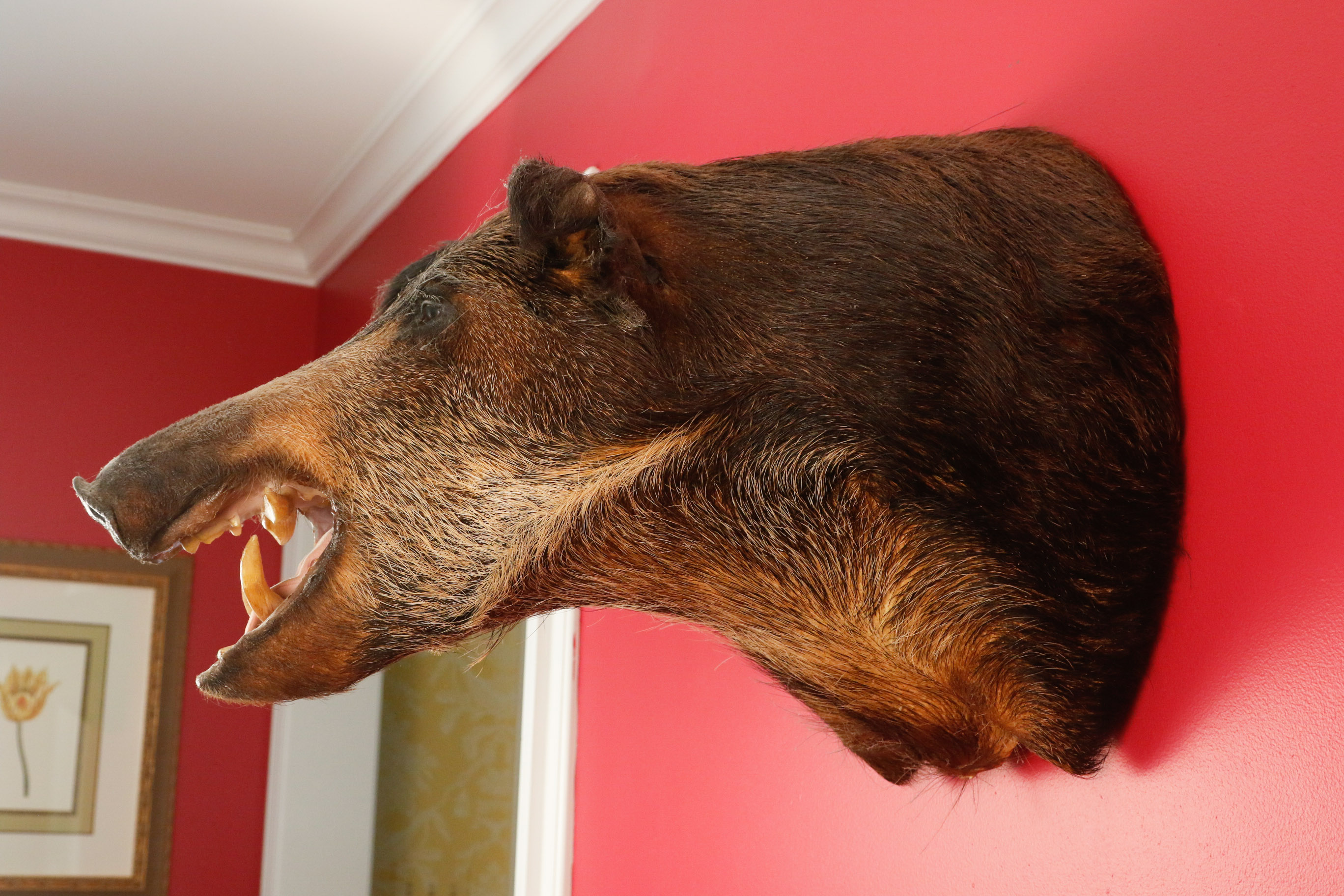 Taxidermy Wild Boar Mount
