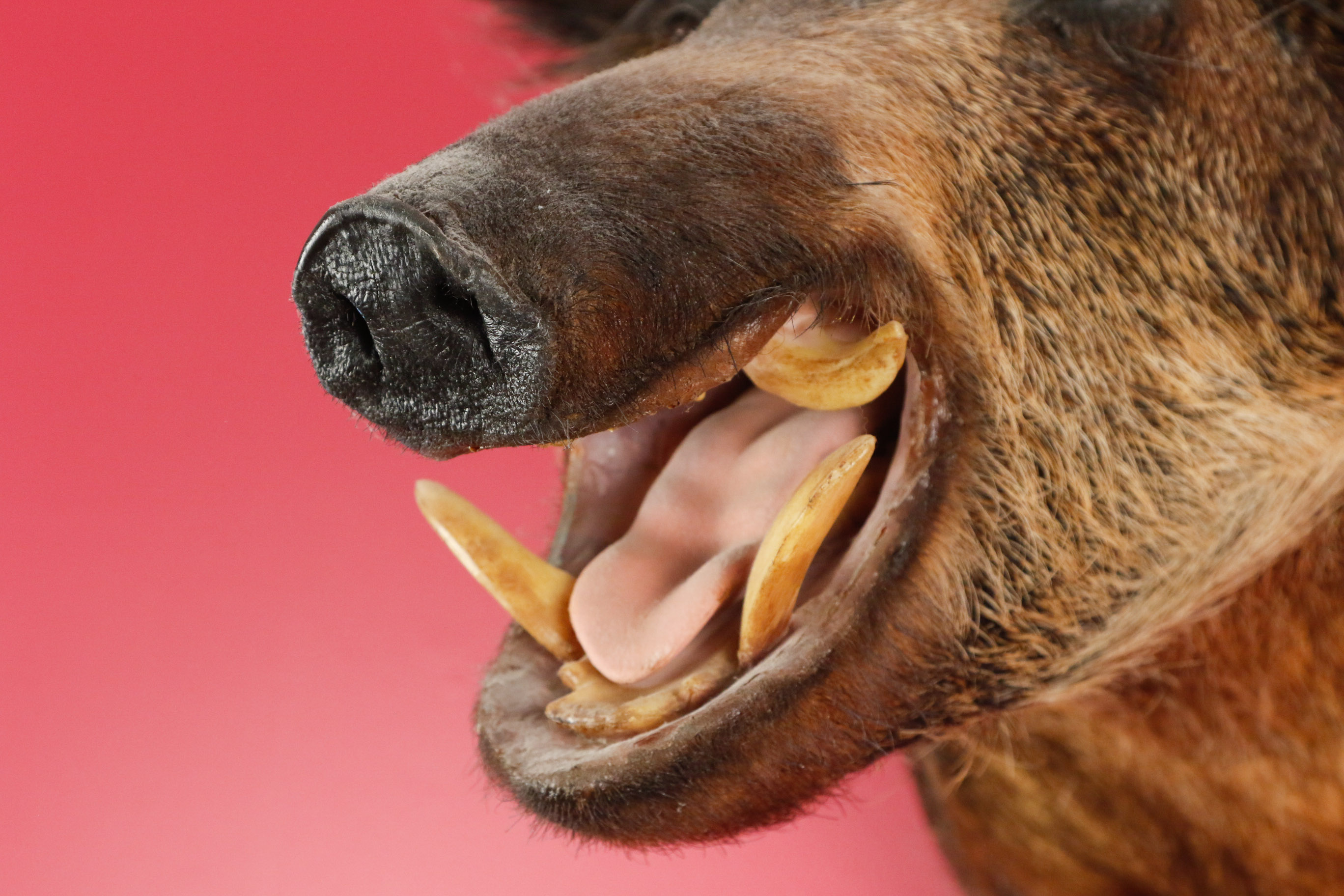 Taxidermy Wild Boar Mount