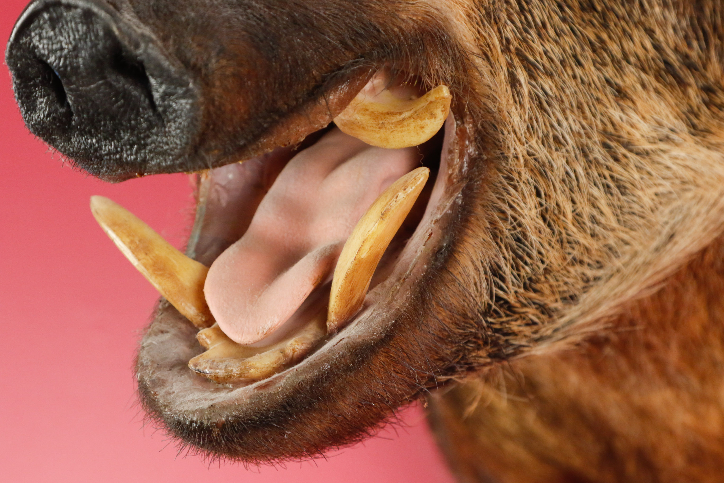 Taxidermy Wild Boar Mount