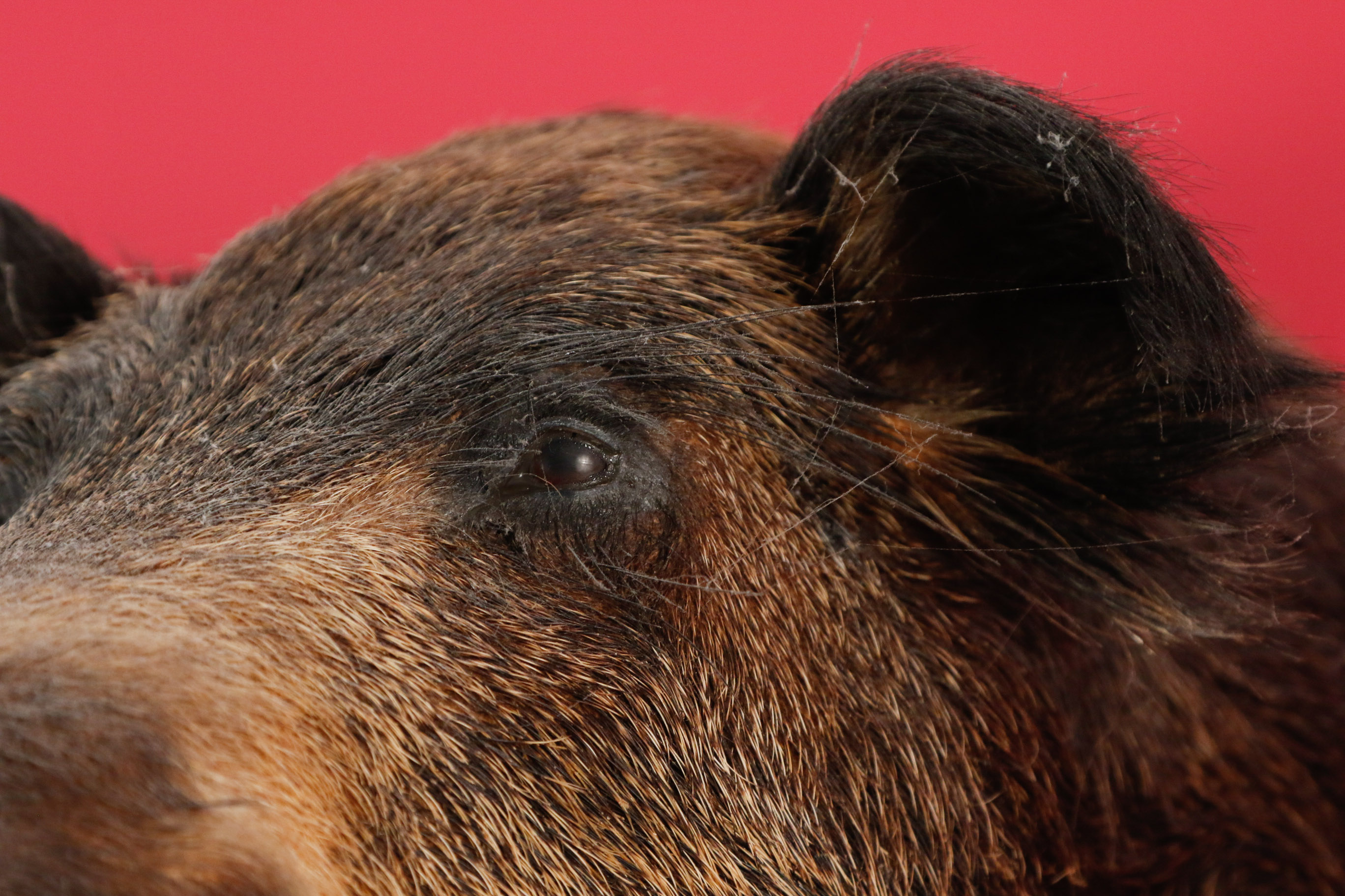 Taxidermy Wild Boar Mount