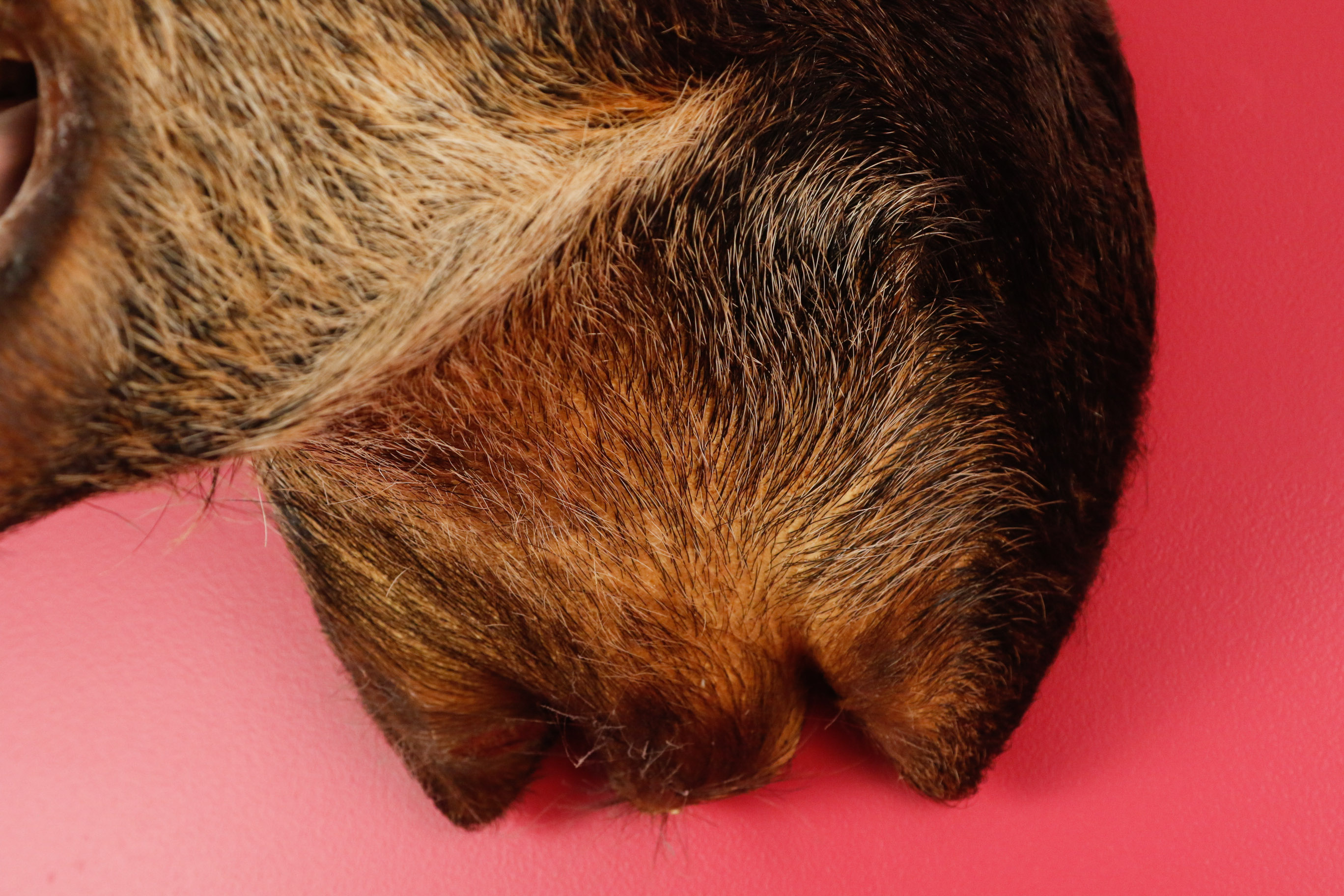 Taxidermy Wild Boar Mount