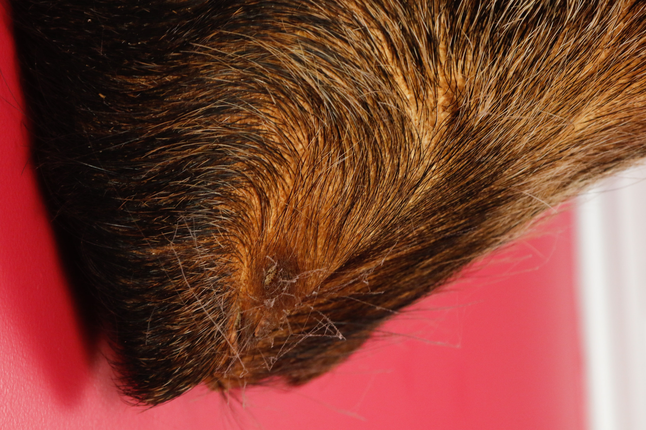 Taxidermy Wild Boar Mount