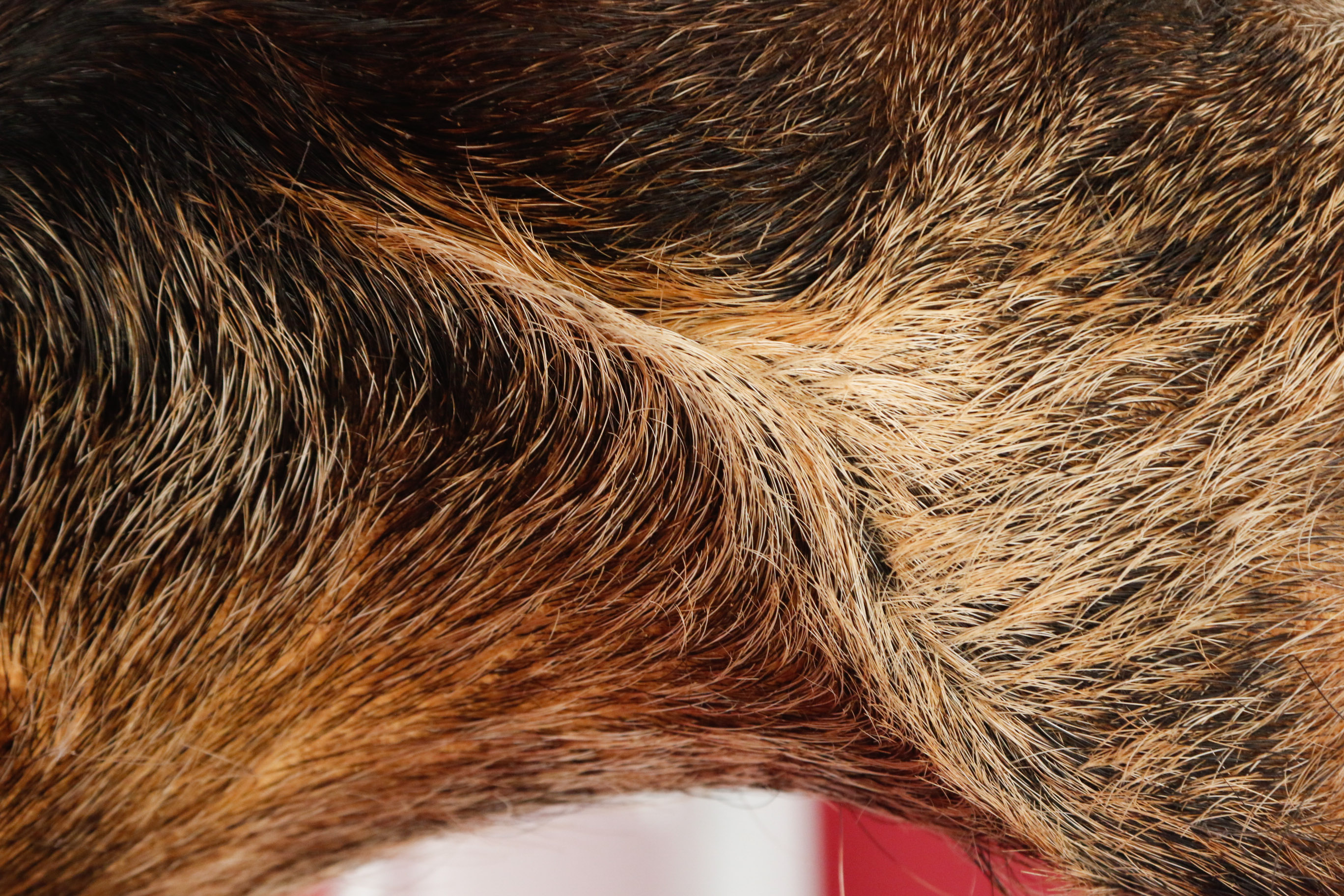 Taxidermy Wild Boar Mount