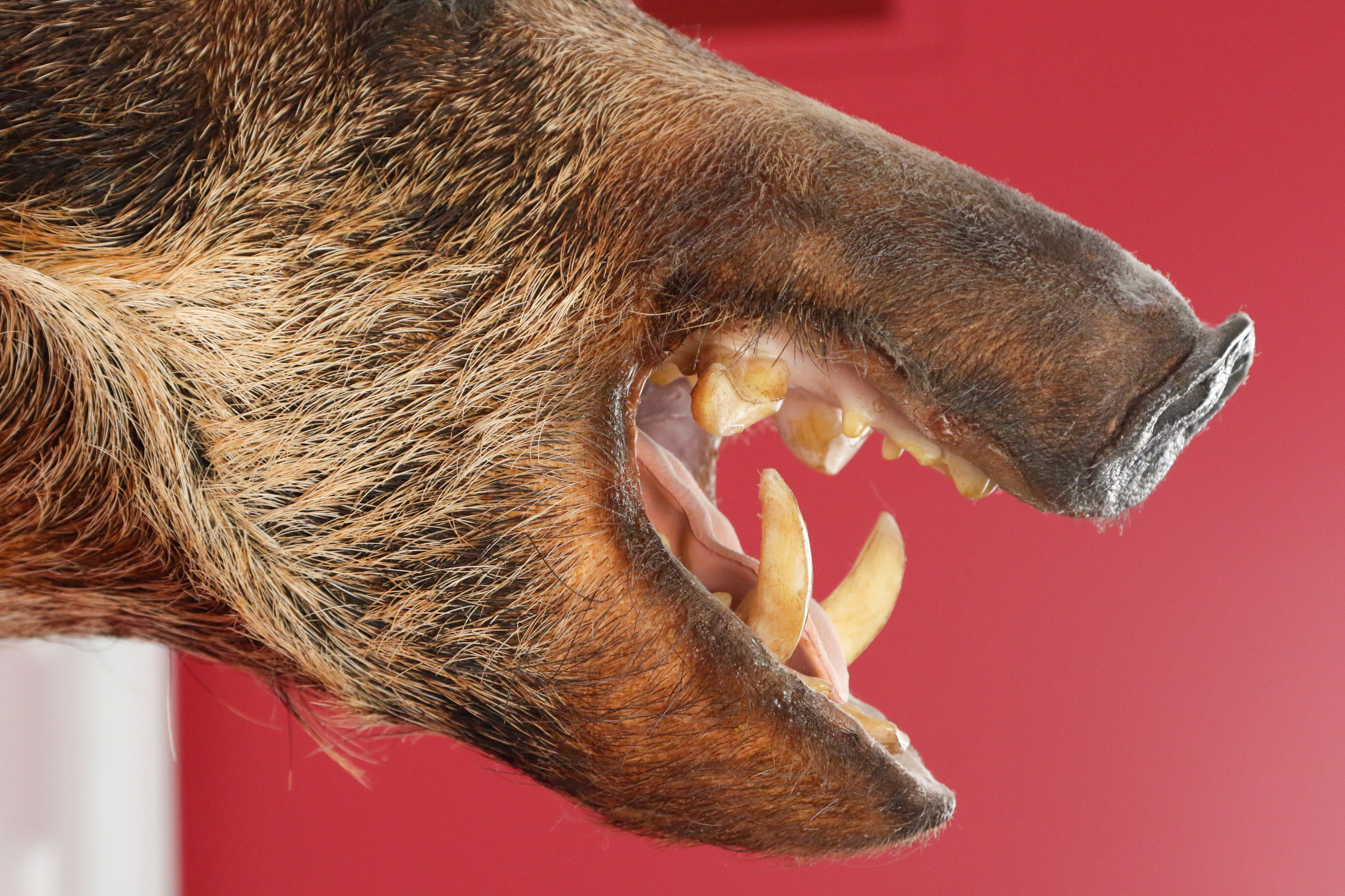 Taxidermy Wild Boar Mount