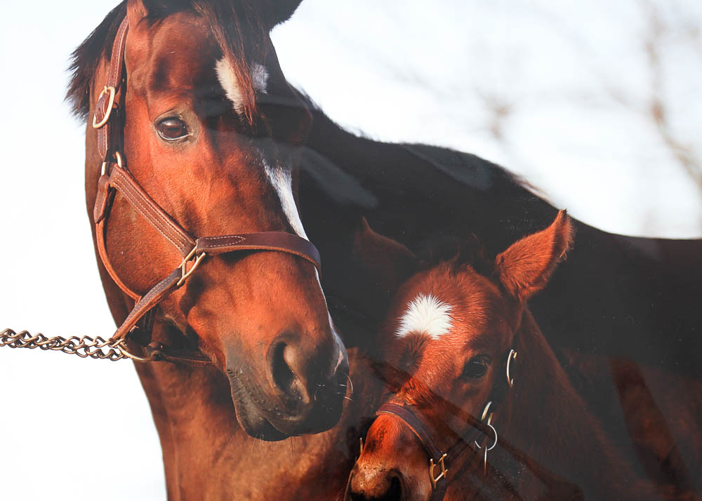 Art Photography Prints by Ted Tarquinio