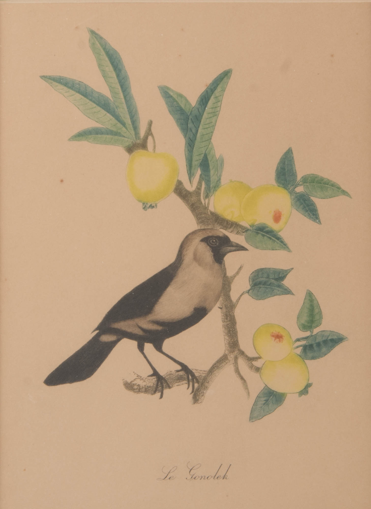 Trio of Flora and Fauna Framed Prints