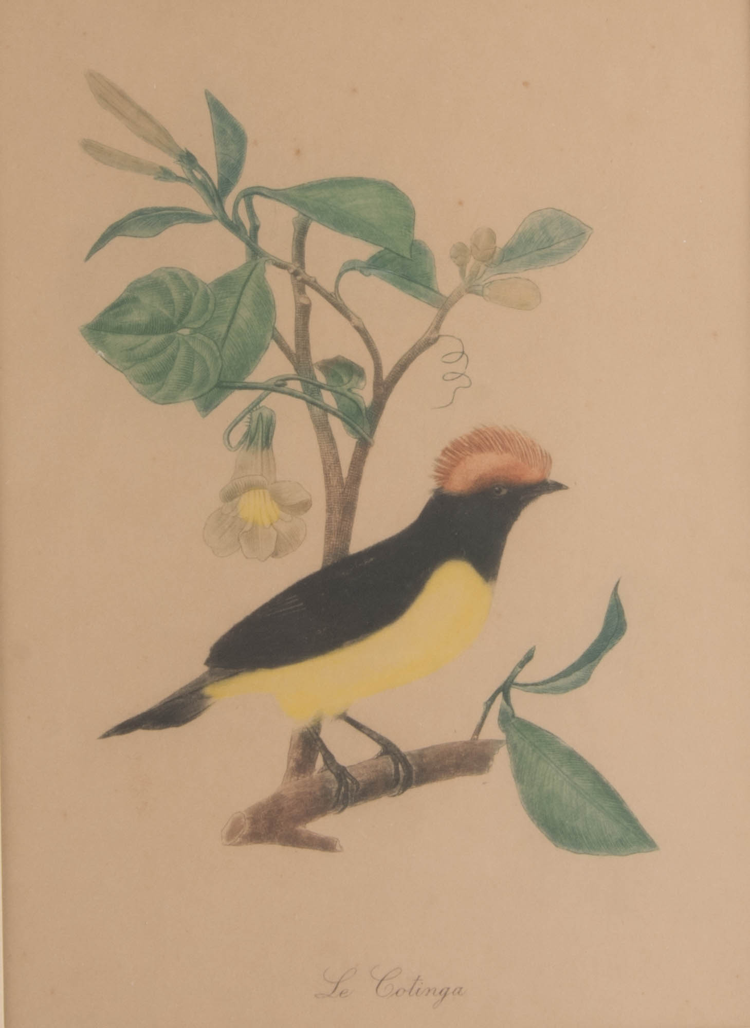 Trio of Flora and Fauna Framed Prints