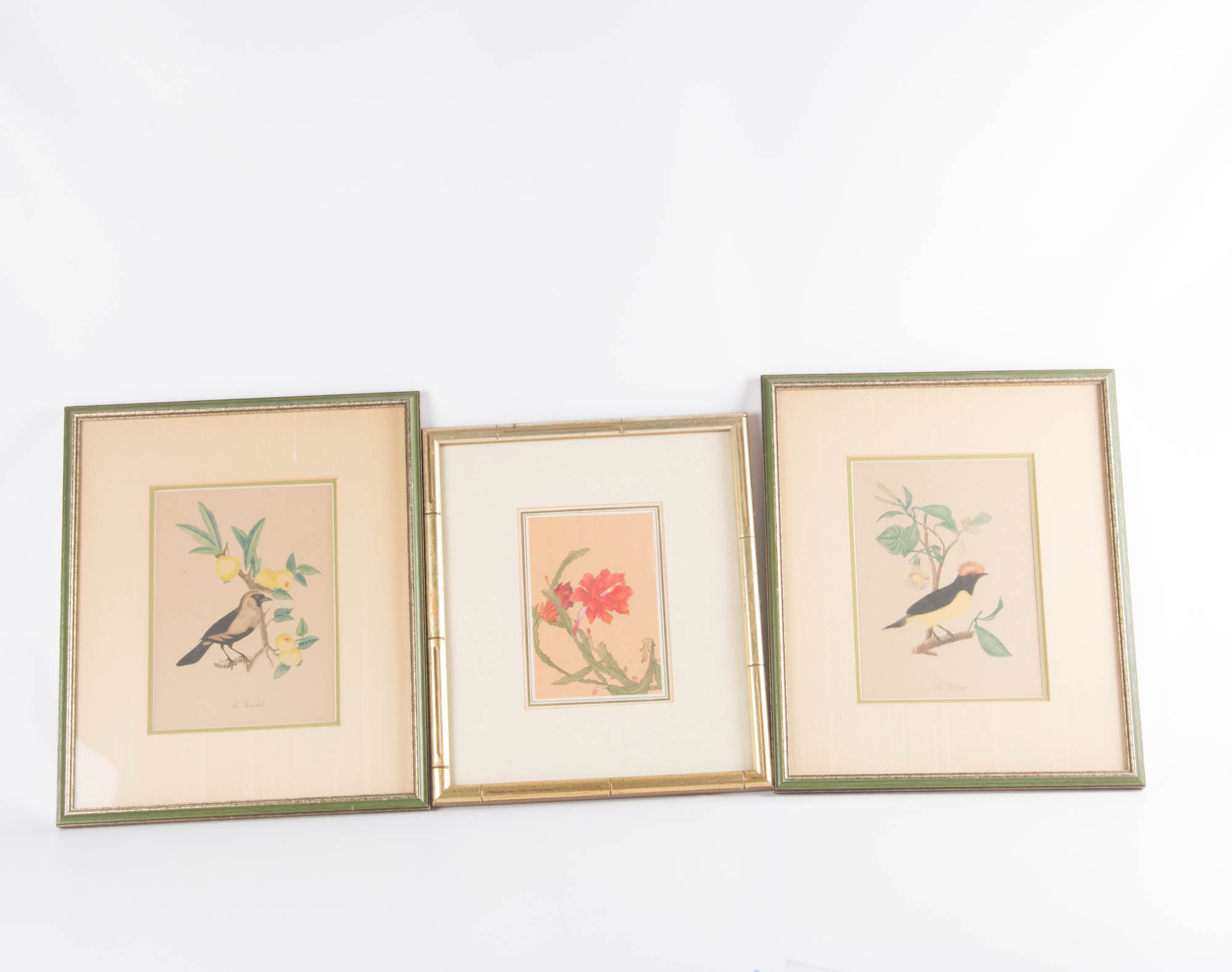 Trio of Flora and Fauna Framed Prints