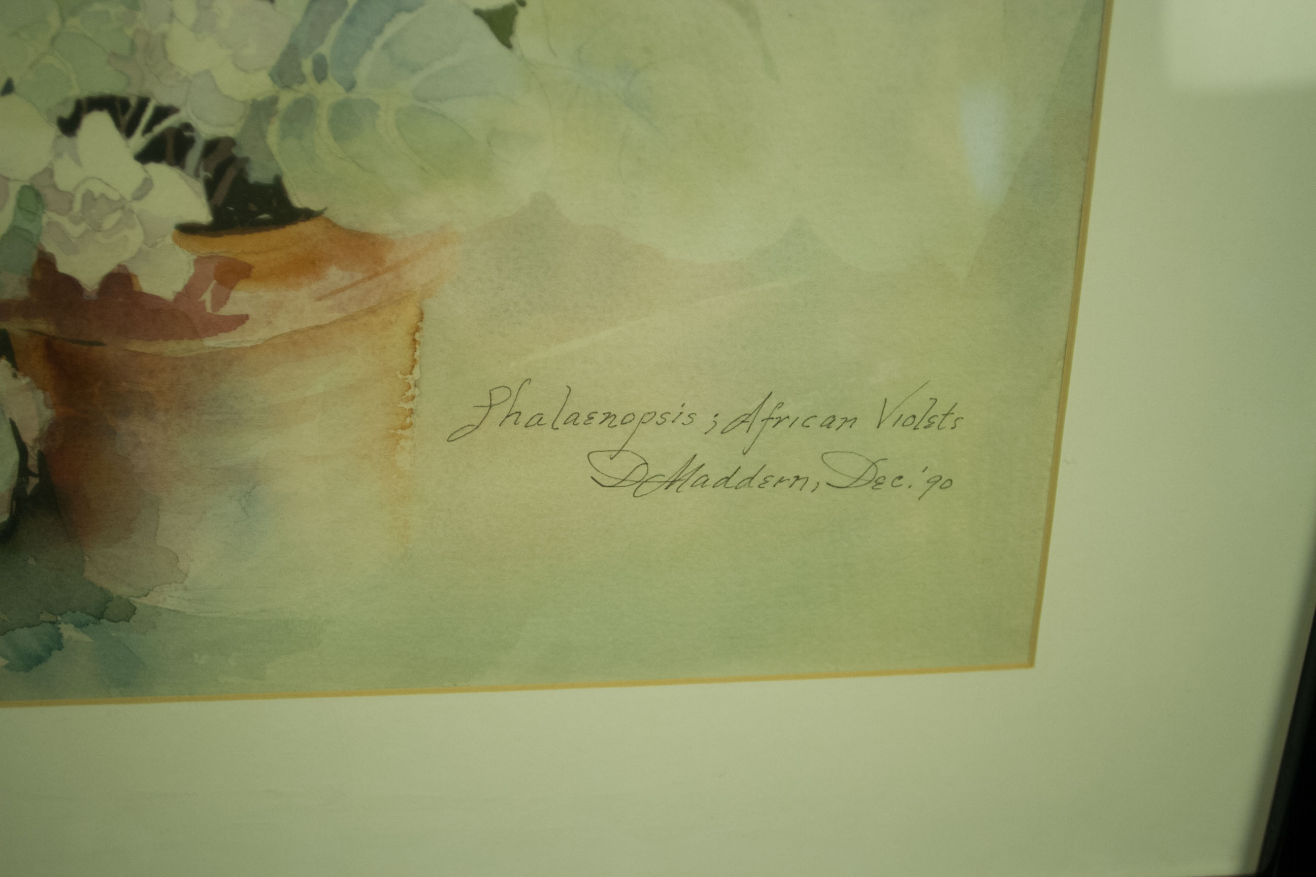 Maddern "Phalaenopsis: African Violet" Watercolor