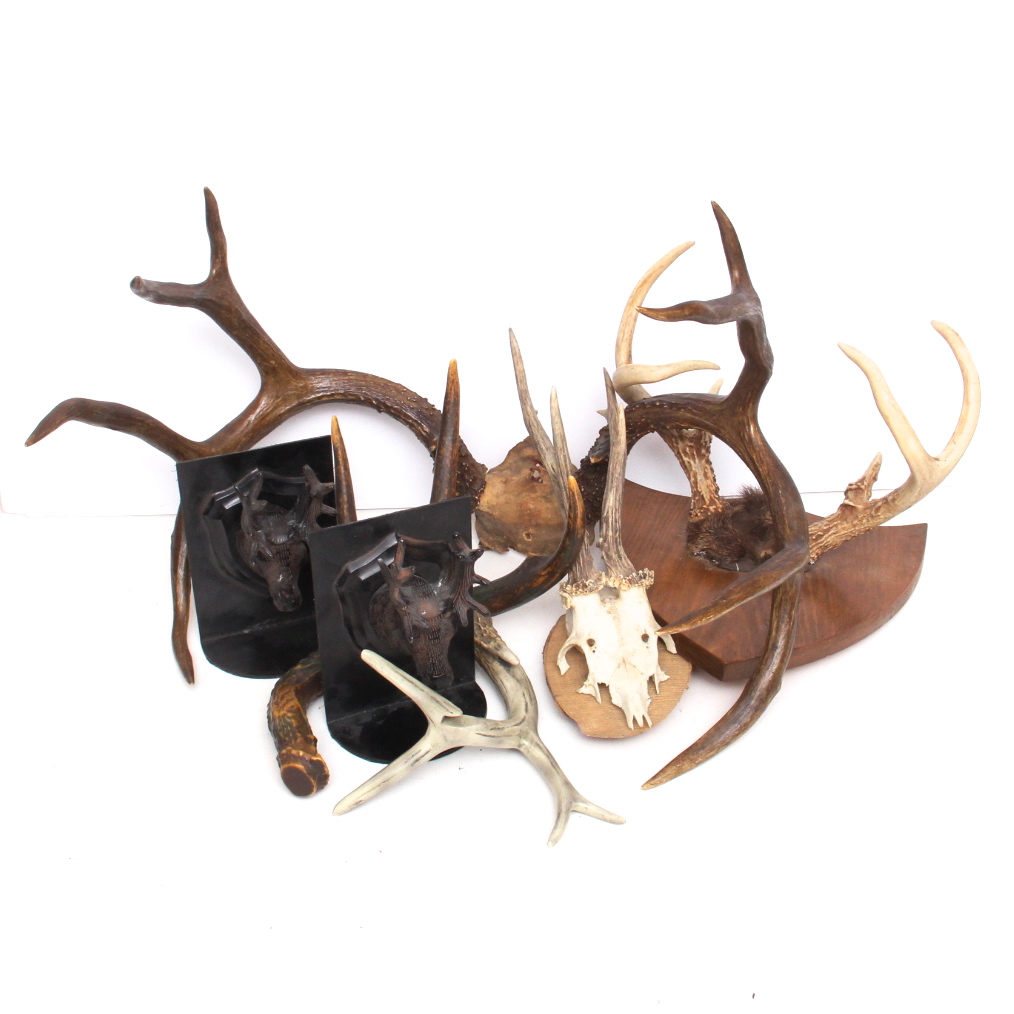 Rustic Taxidermy Collection