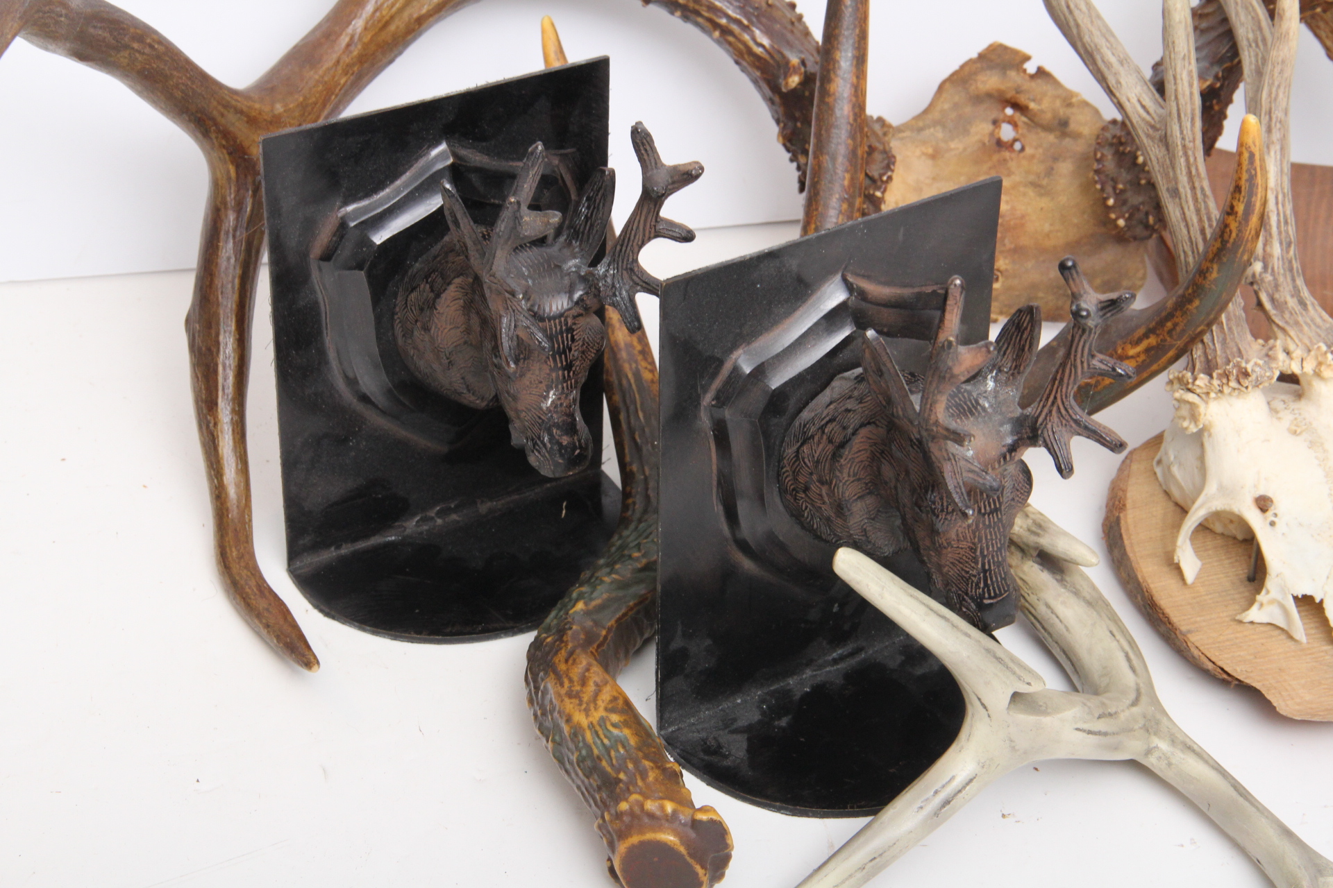 Rustic Taxidermy Collection