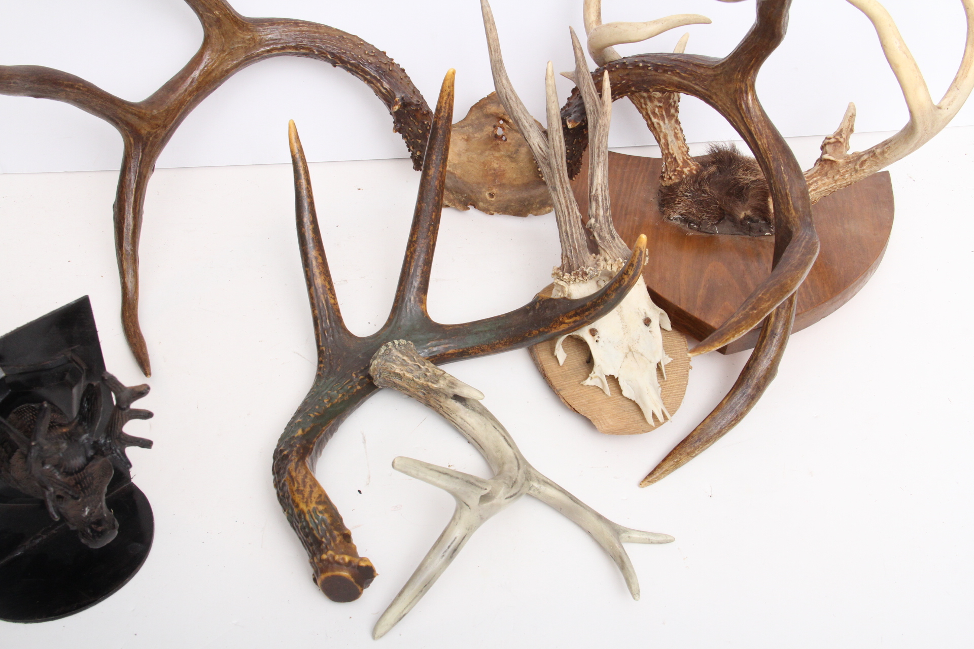 Rustic Taxidermy Collection