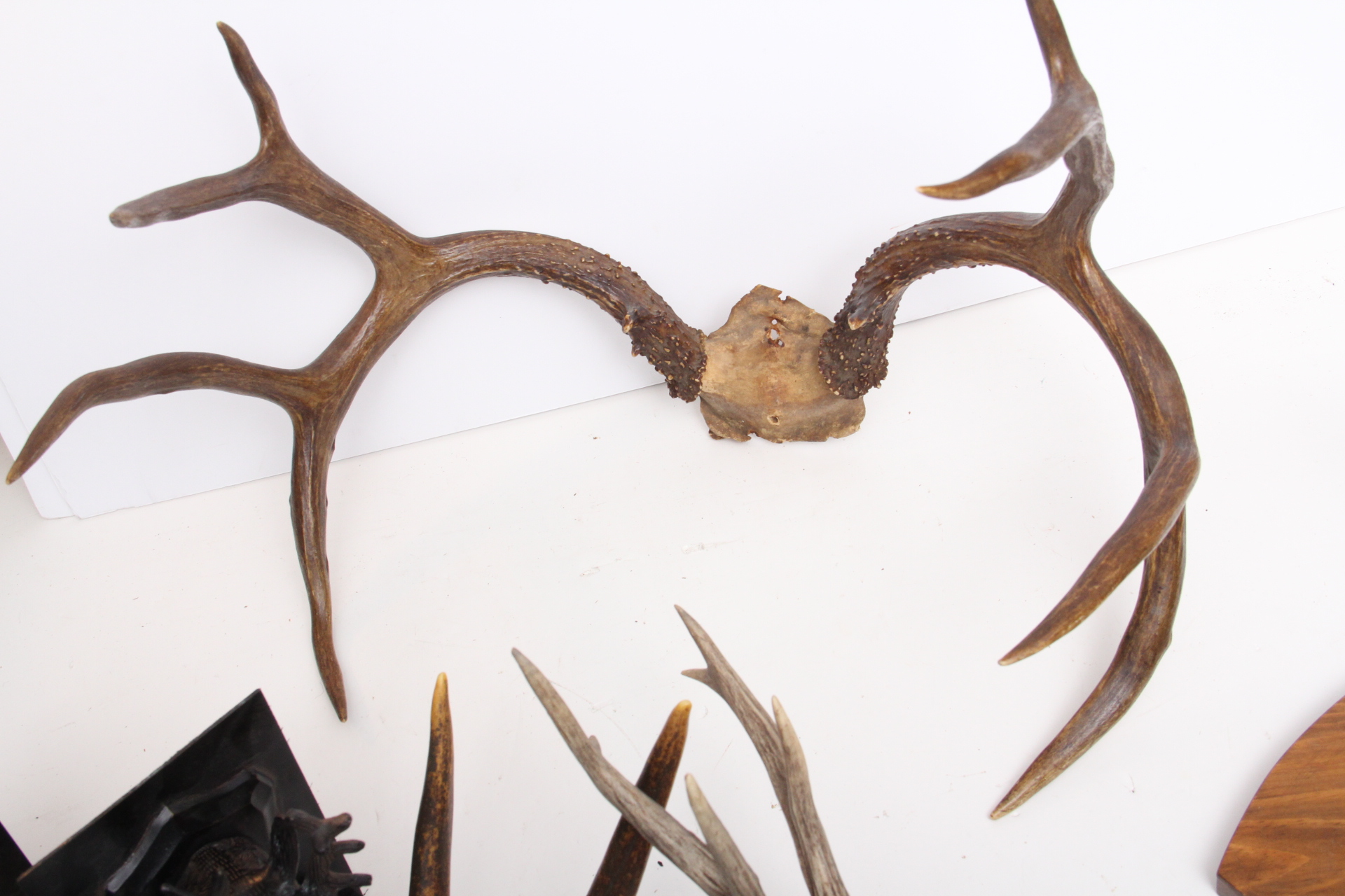 Rustic Taxidermy Collection