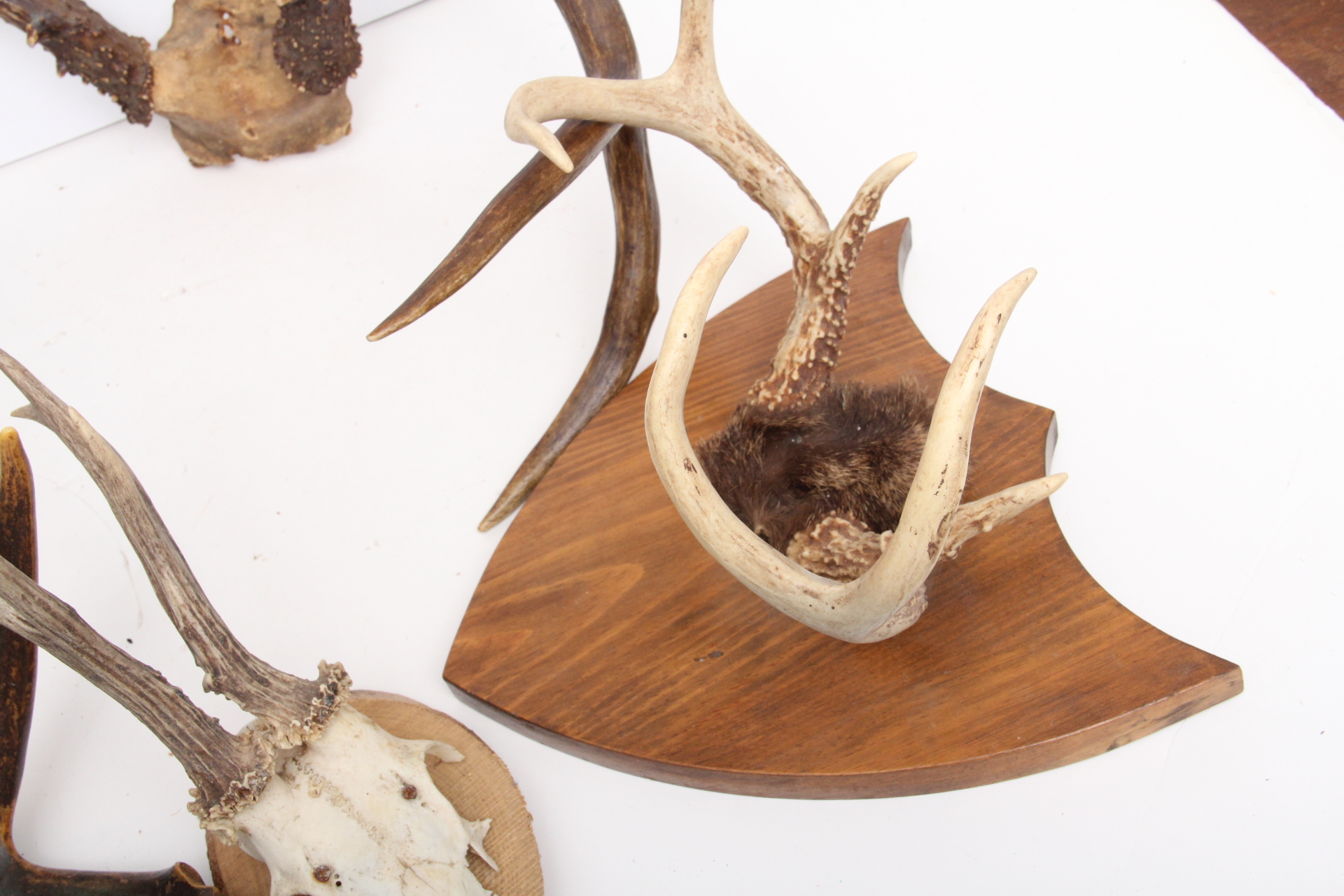 Rustic Taxidermy Collection