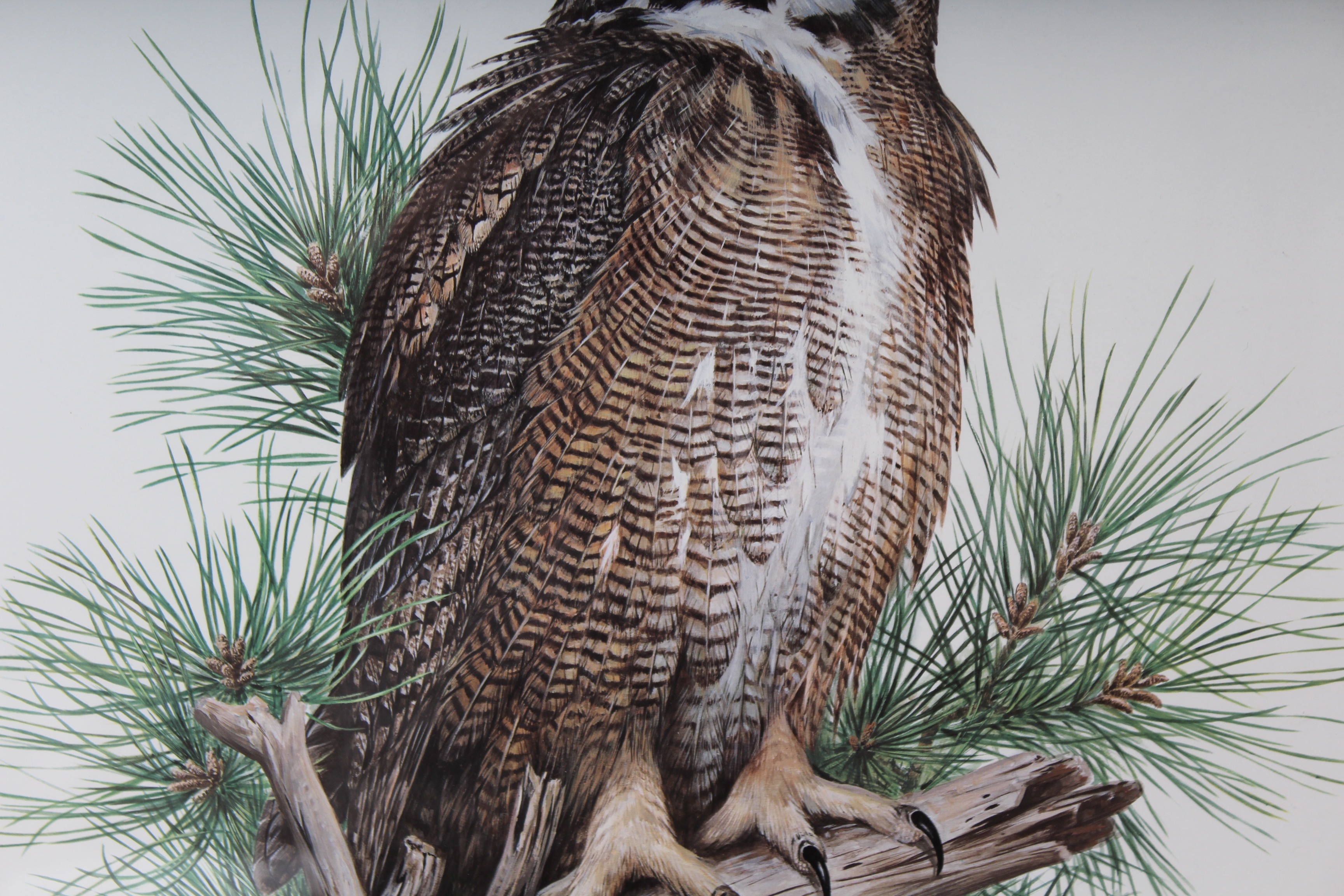 Bird Prints Featuring Roger Tory Peterson