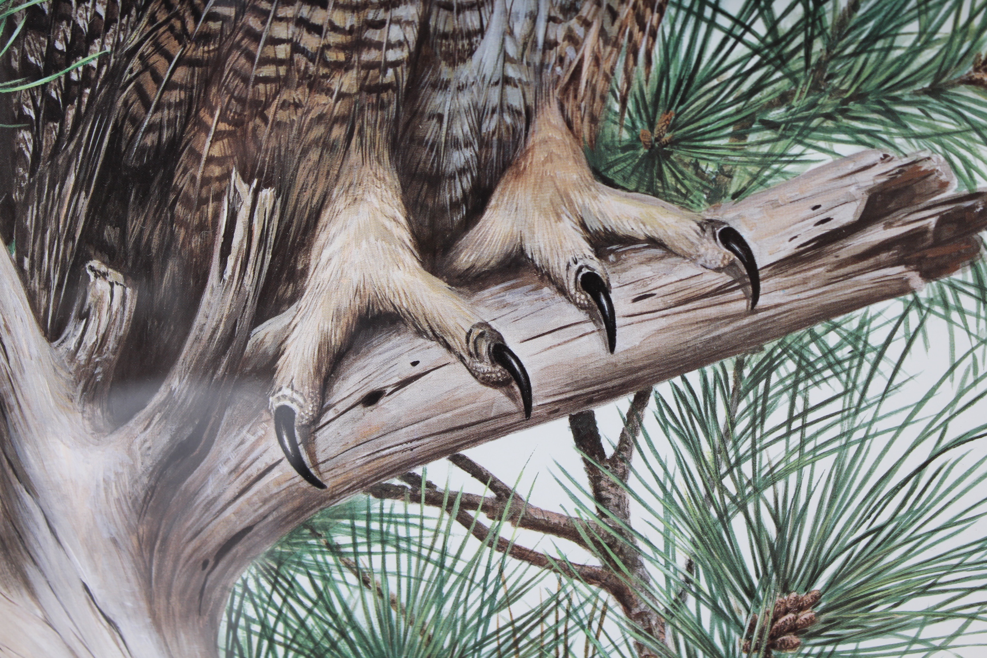 Bird Prints Featuring Roger Tory Peterson