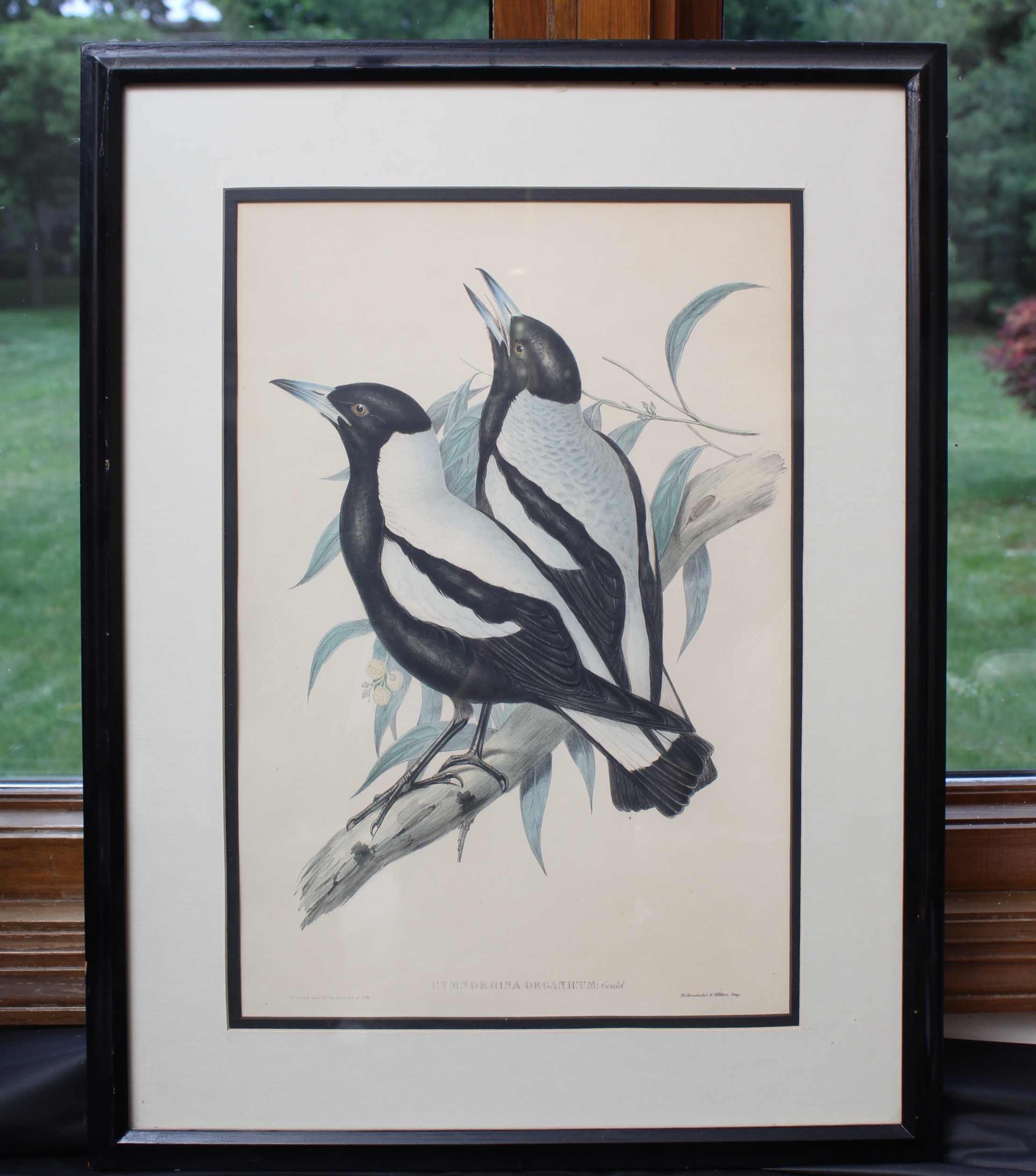 Bird Prints Featuring Roger Tory Peterson