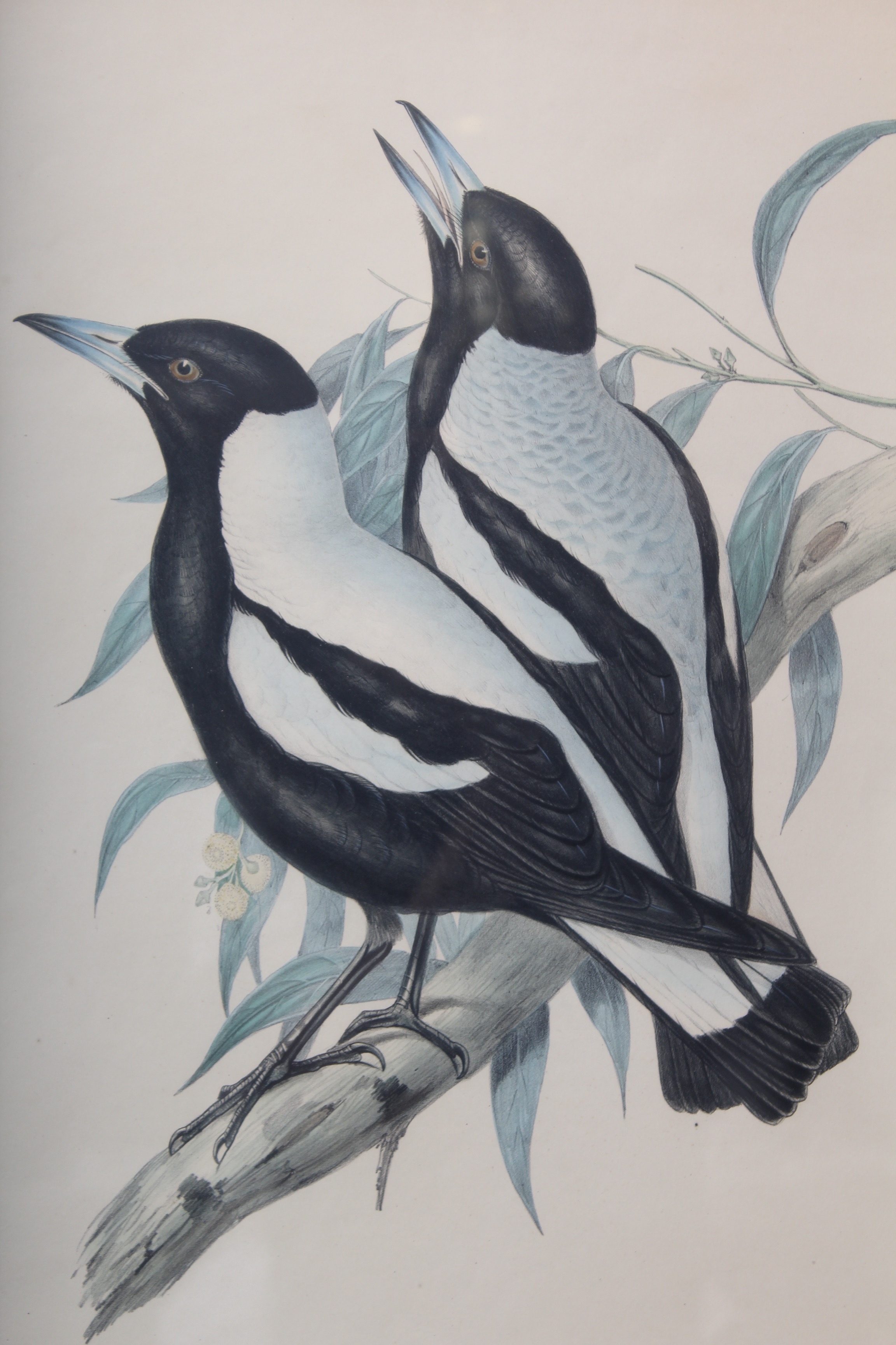 Bird Prints Featuring Roger Tory Peterson