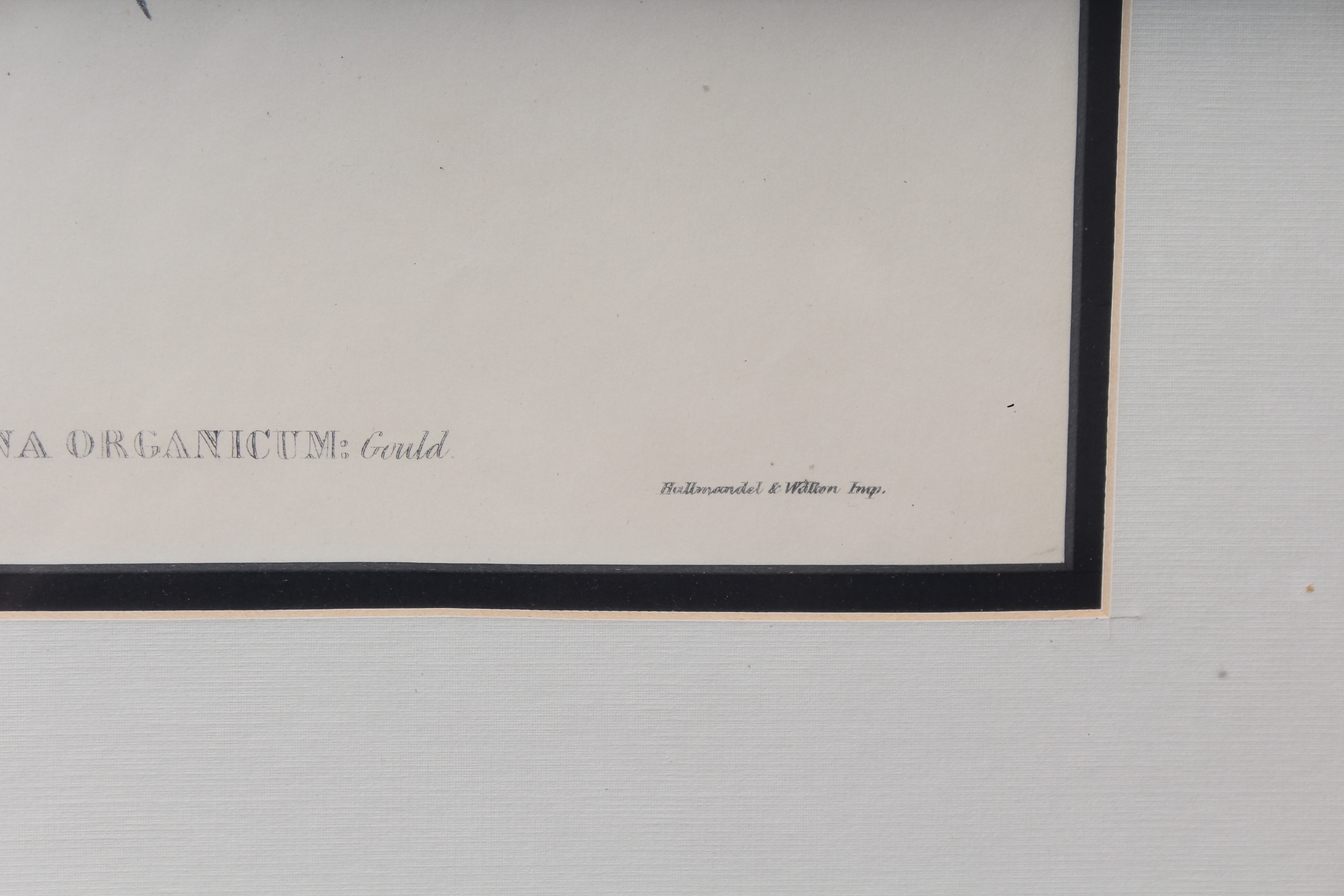 Bird Prints Featuring Roger Tory Peterson