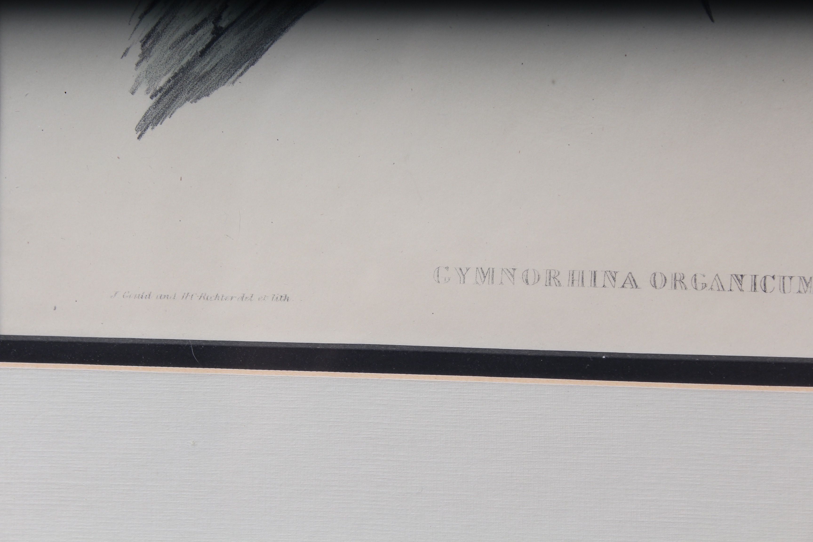 Bird Prints Featuring Roger Tory Peterson