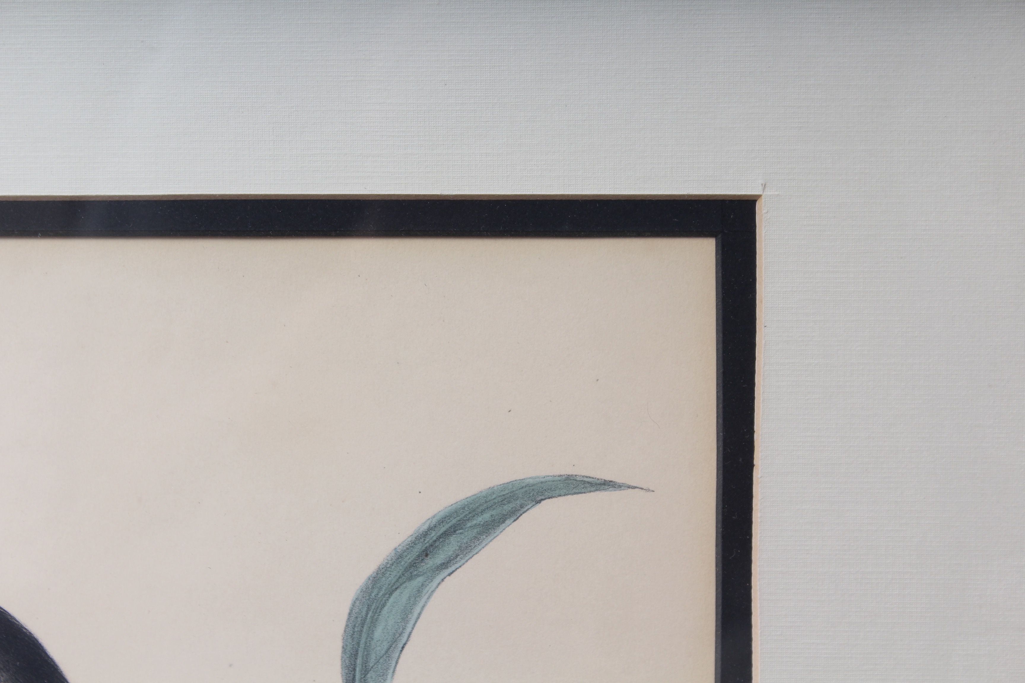 Bird Prints Featuring Roger Tory Peterson