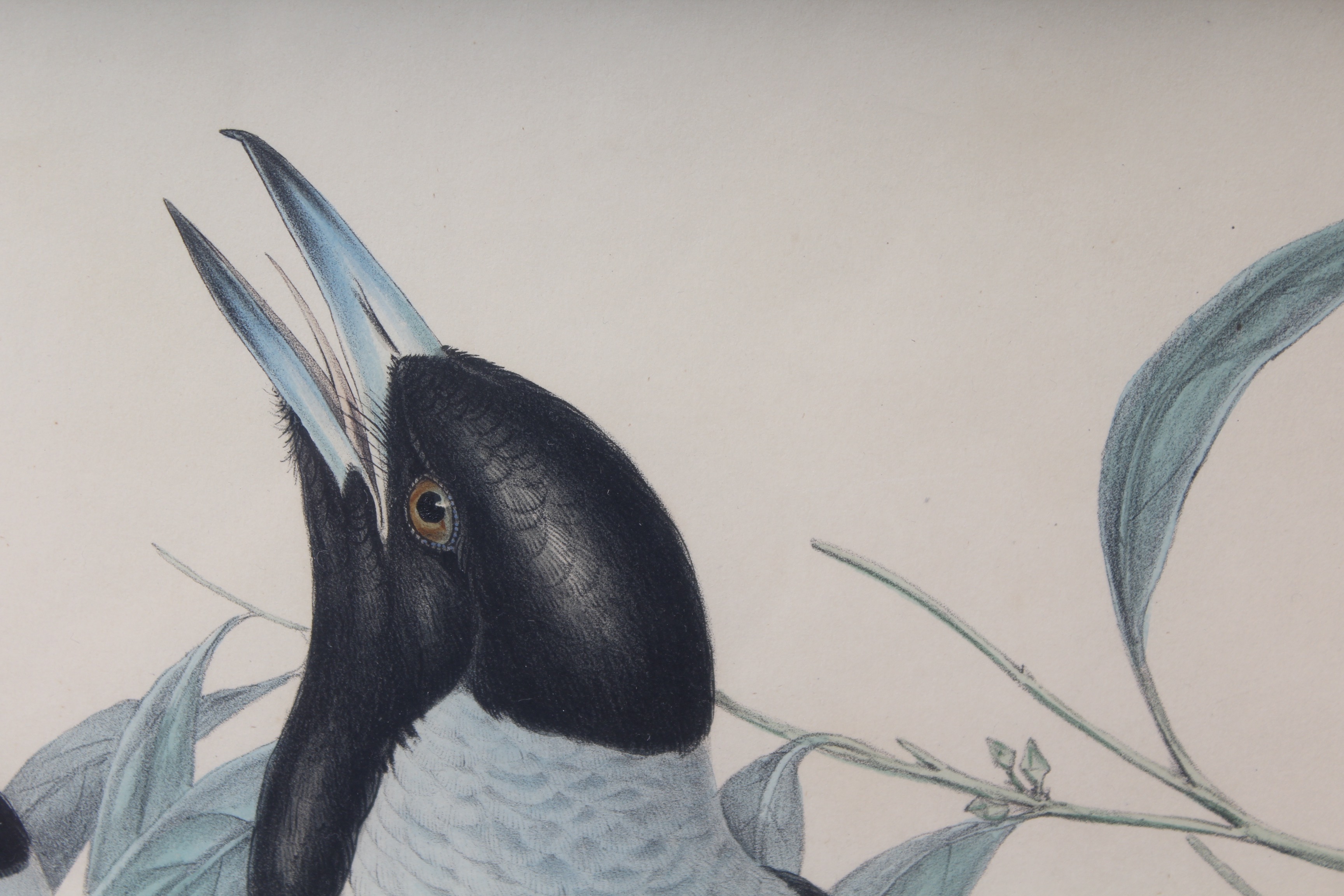 Bird Prints Featuring Roger Tory Peterson