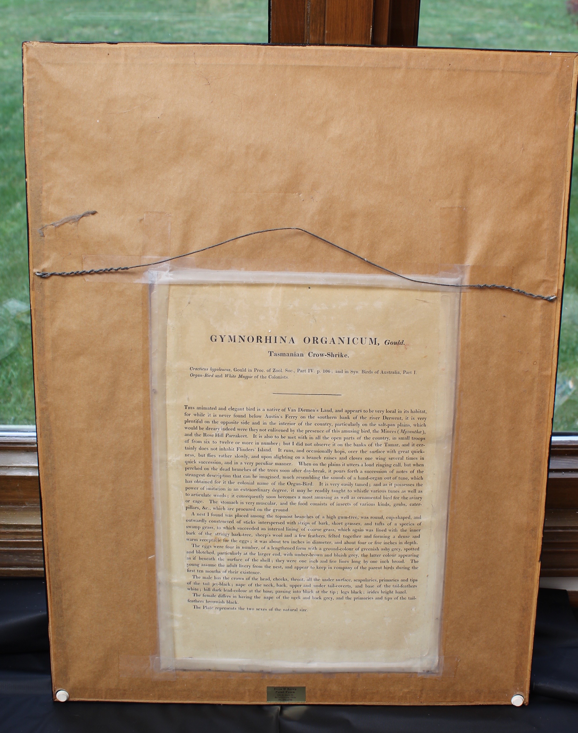 Bird Prints Featuring Roger Tory Peterson