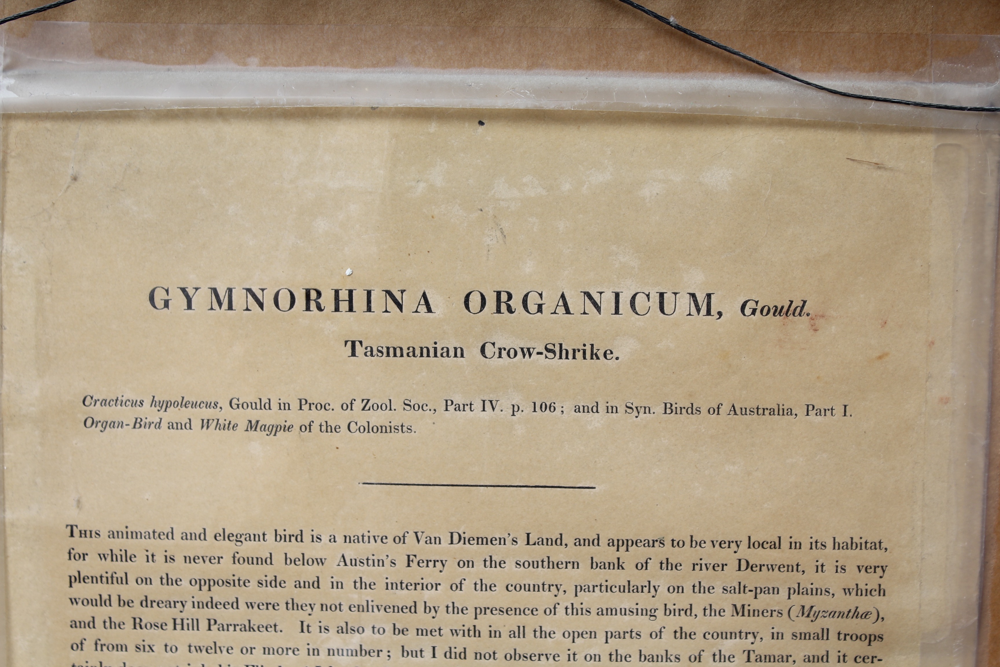 Bird Prints Featuring Roger Tory Peterson