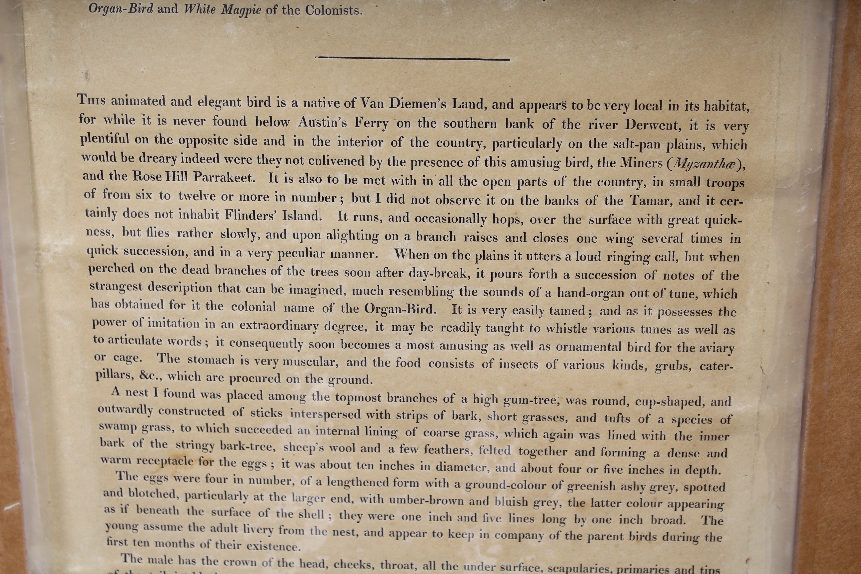 Bird Prints Featuring Roger Tory Peterson