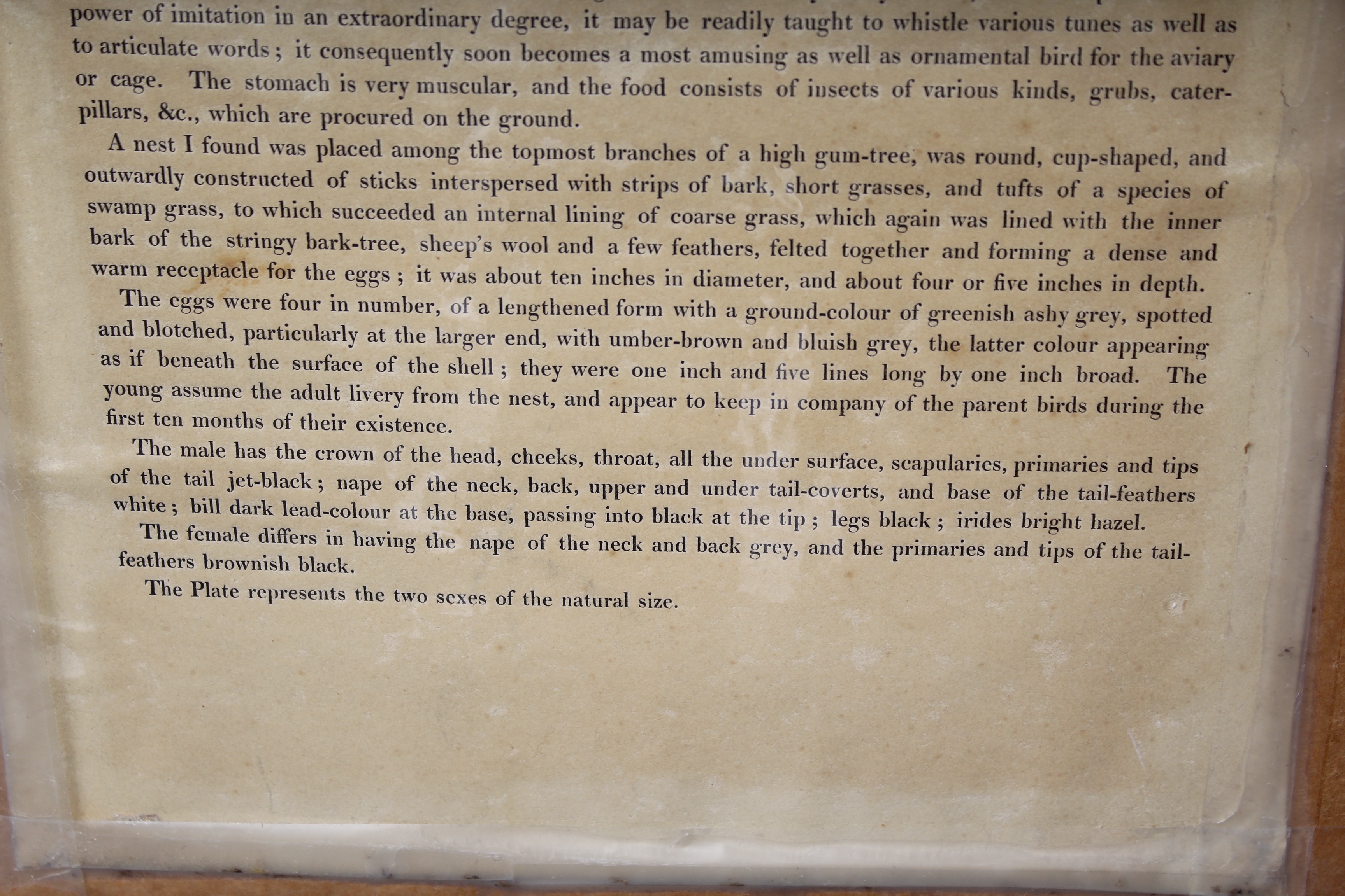 Bird Prints Featuring Roger Tory Peterson