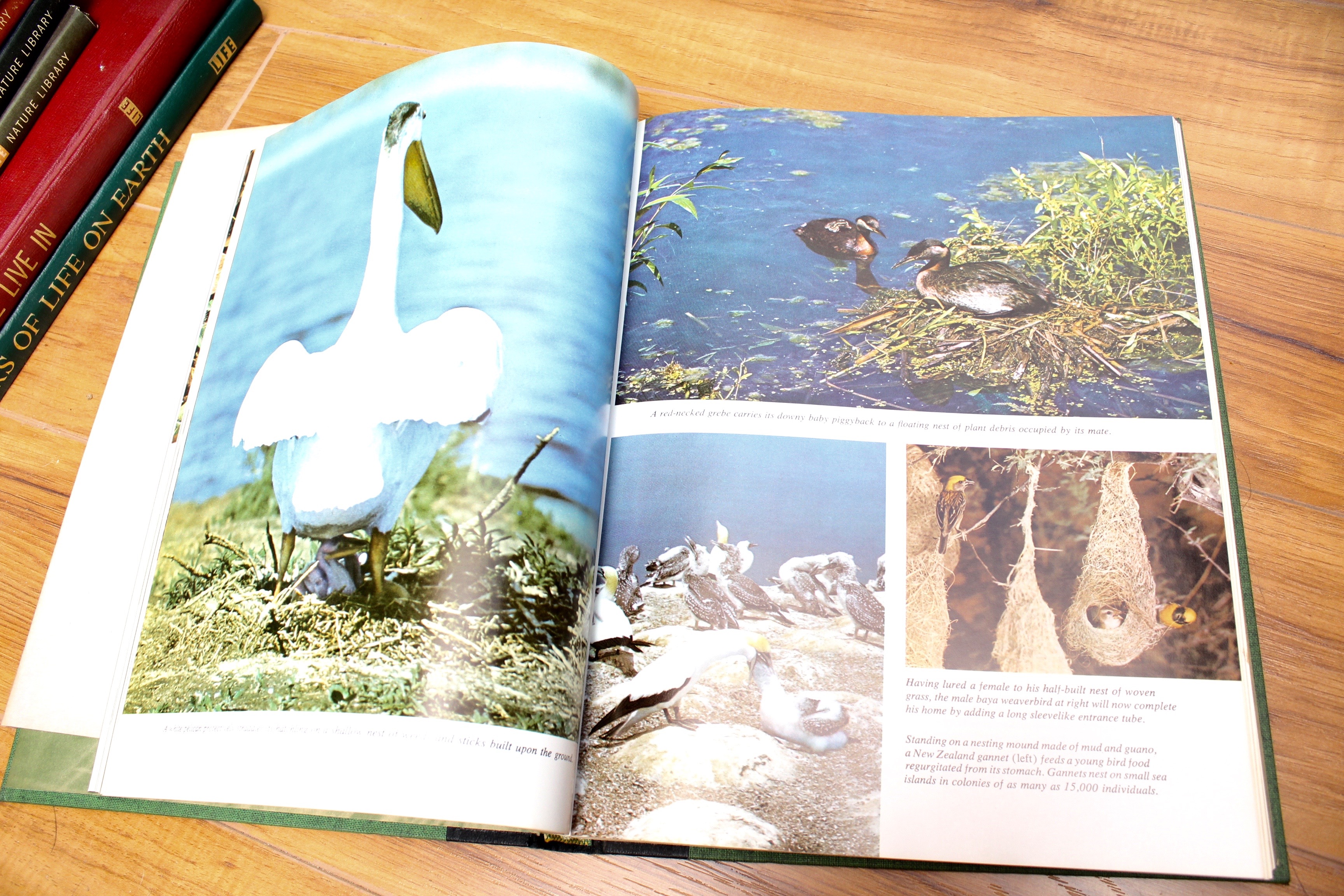 Collection of Vintage Life Nature and History Books