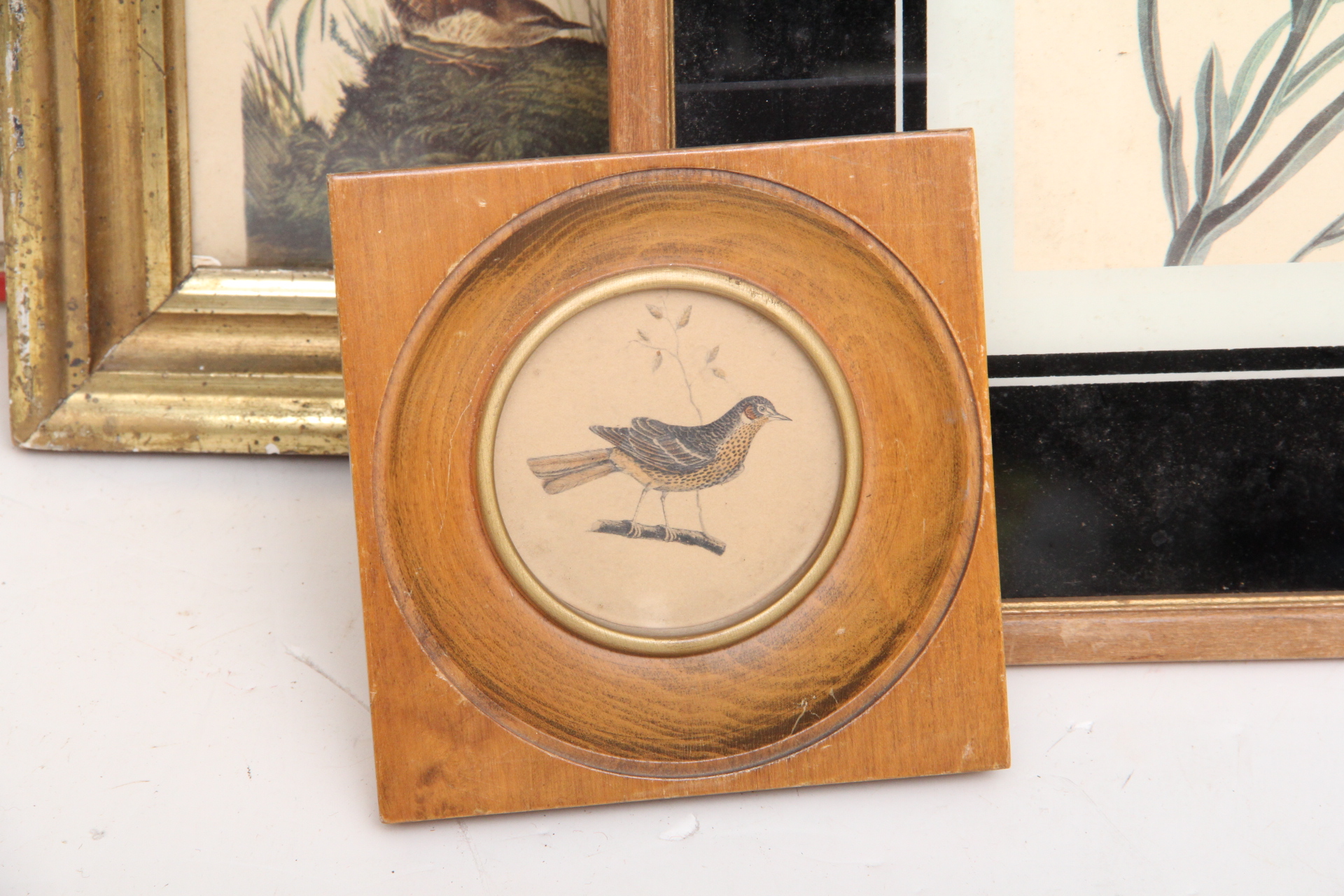 Assortment of Vintage Avian Prints