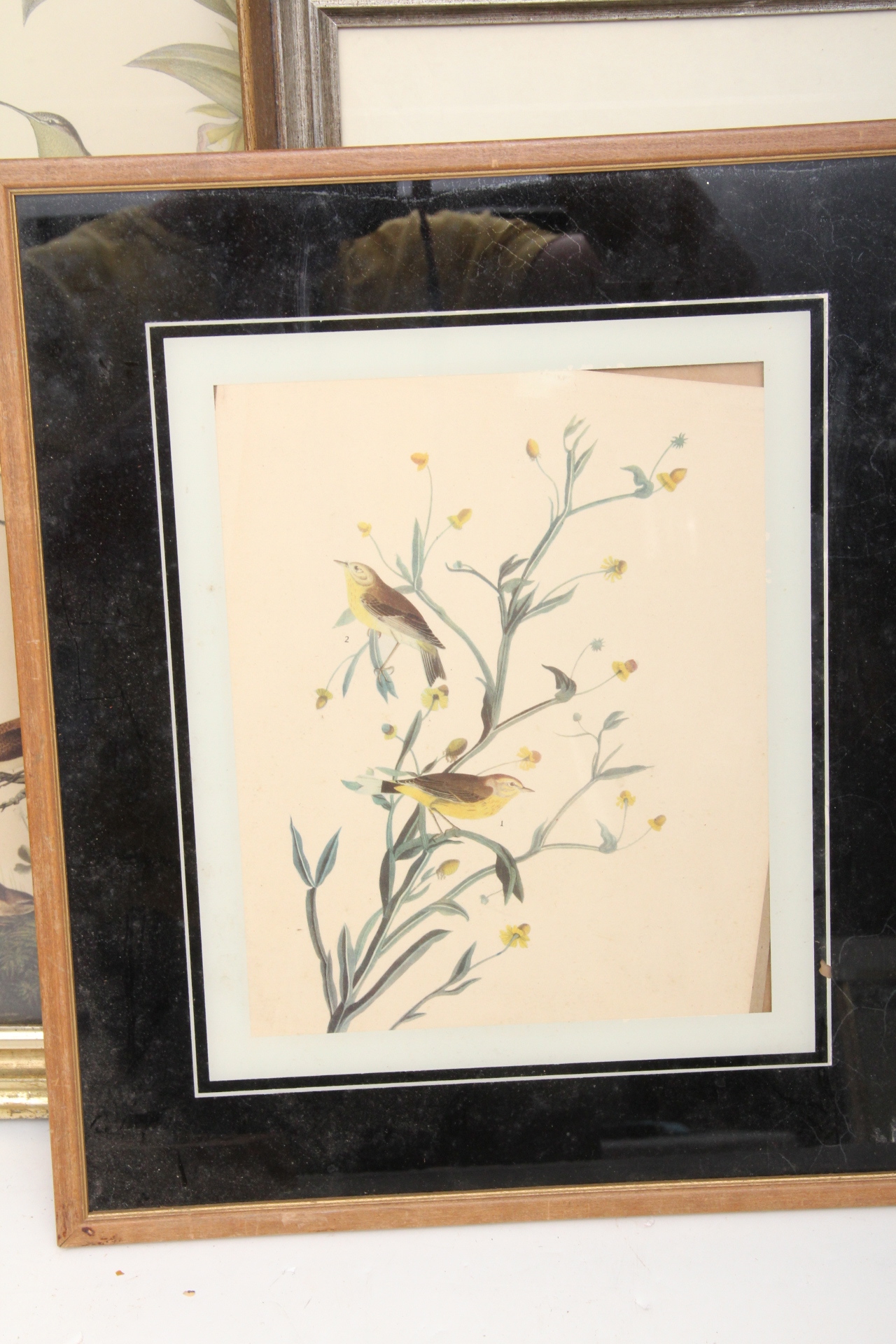 Assortment of Vintage Avian Prints