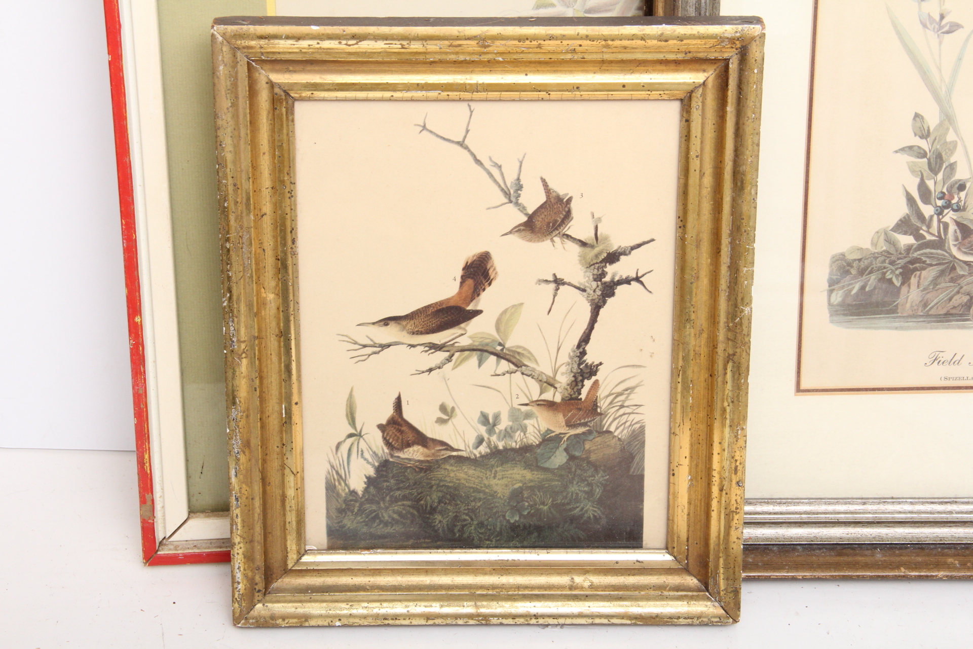Assortment of Vintage Avian Prints