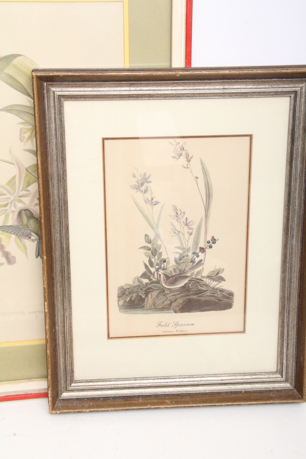 Assortment of Vintage Avian Prints