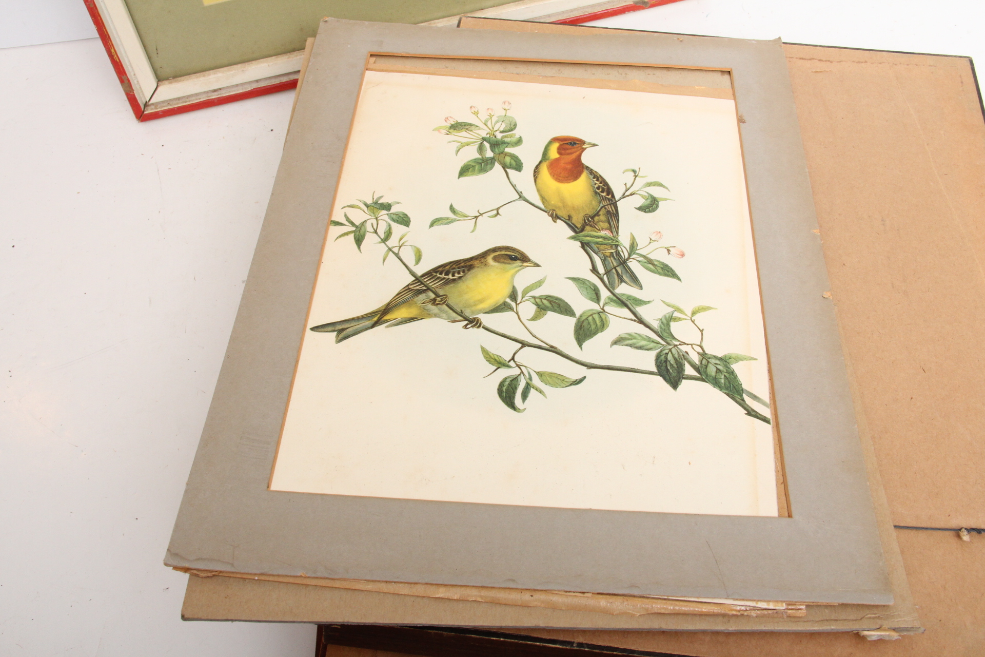 Assortment of Vintage Avian Prints
