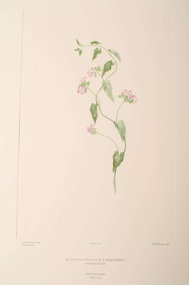 Banks' Florilegium Limited Edition "Part XI: Australia Plates 226-247" Engravings