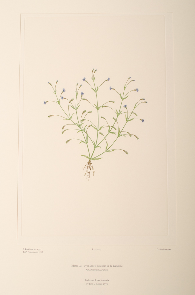 Banks' Florilegium Limited Edition "Part XI: Australia Plates 226-247" Engravings