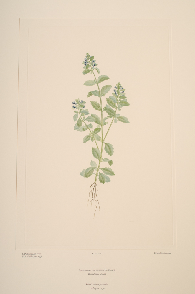 Banks' Florilegium Limited Edition "Part XI: Australia Plates 226-247" Engravings