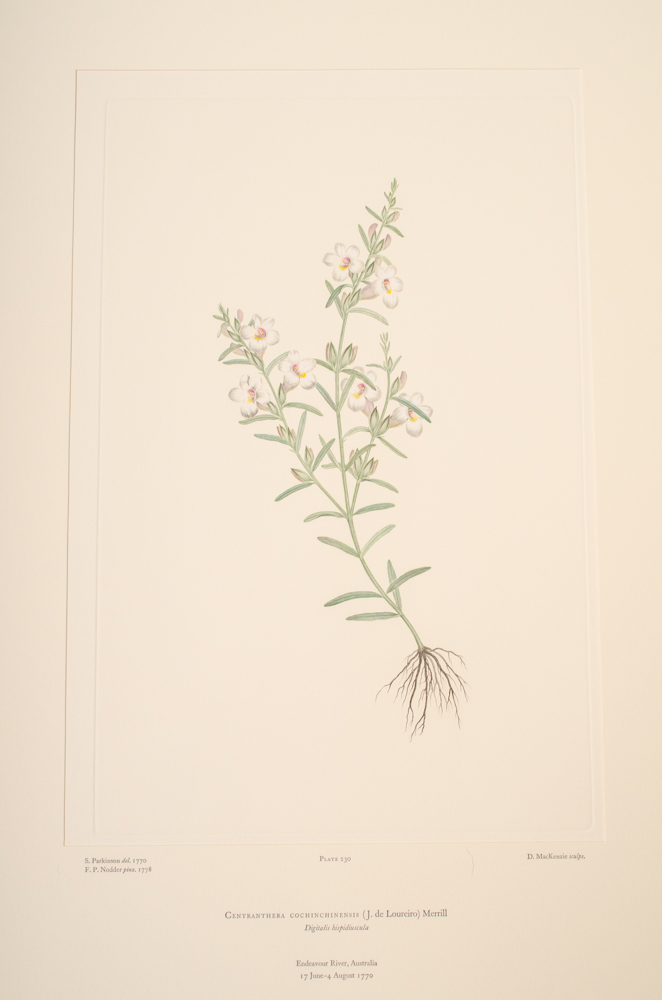 Banks' Florilegium Limited Edition "Part XI: Australia Plates 226-247" Engravings