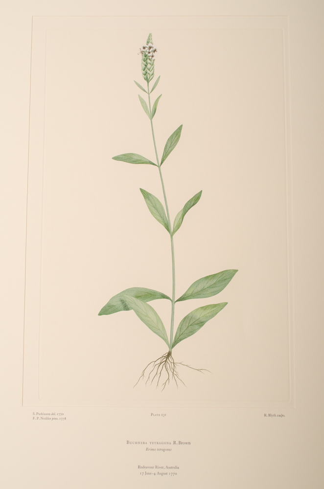 Banks' Florilegium Limited Edition "Part XI: Australia Plates 226-247" Engravings