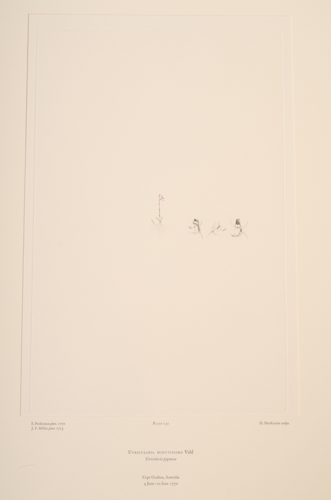 Banks' Florilegium Limited Edition "Part XI: Australia Plates 226-247" Engravings