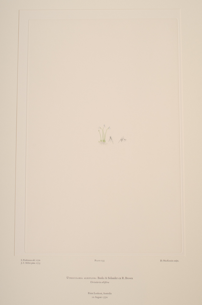 Banks' Florilegium Limited Edition "Part XI: Australia Plates 226-247" Engravings