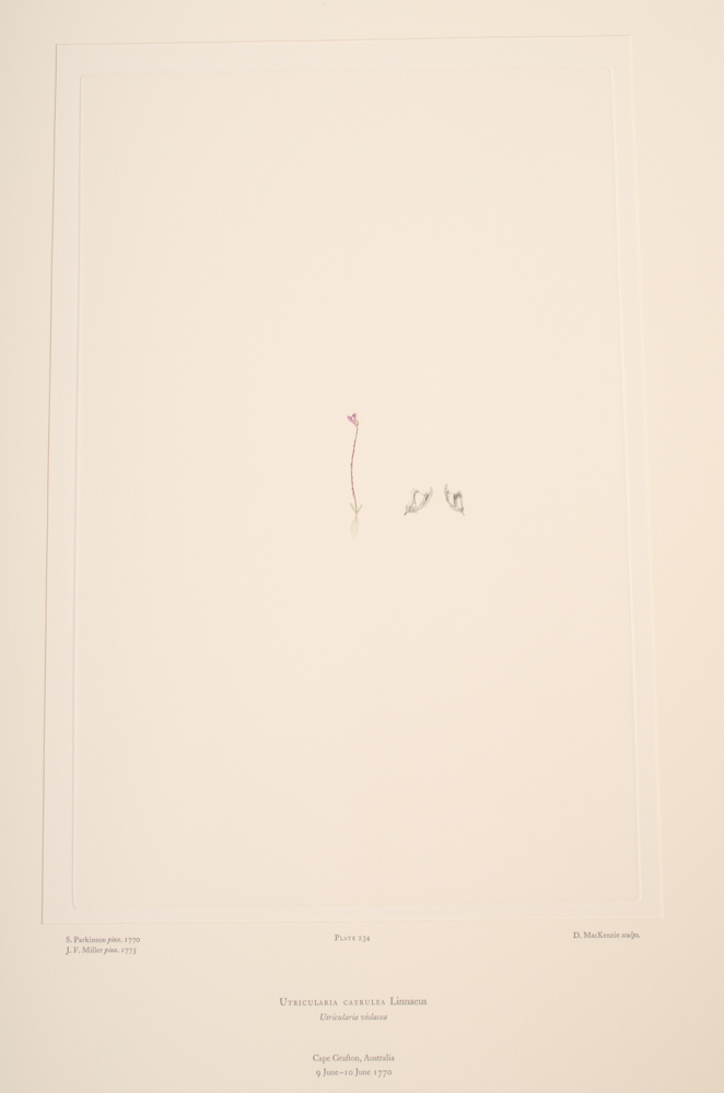 Banks' Florilegium Limited Edition "Part XI: Australia Plates 226-247" Engravings