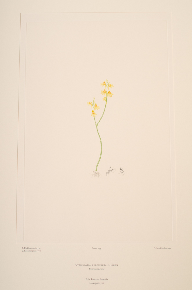 Banks' Florilegium Limited Edition "Part XI: Australia Plates 226-247" Engravings