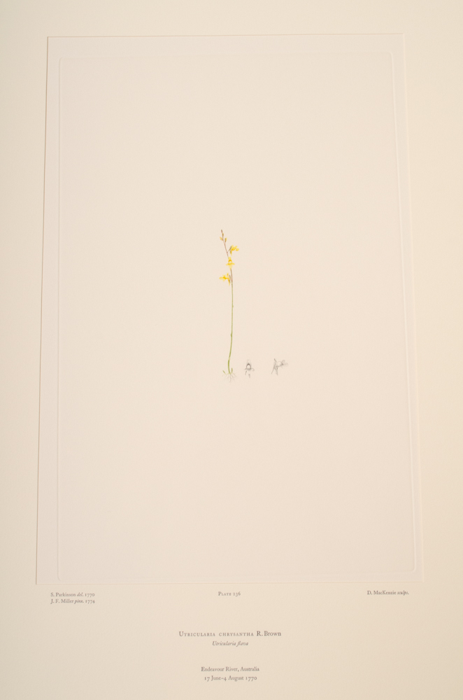 Banks' Florilegium Limited Edition "Part XI: Australia Plates 226-247" Engravings