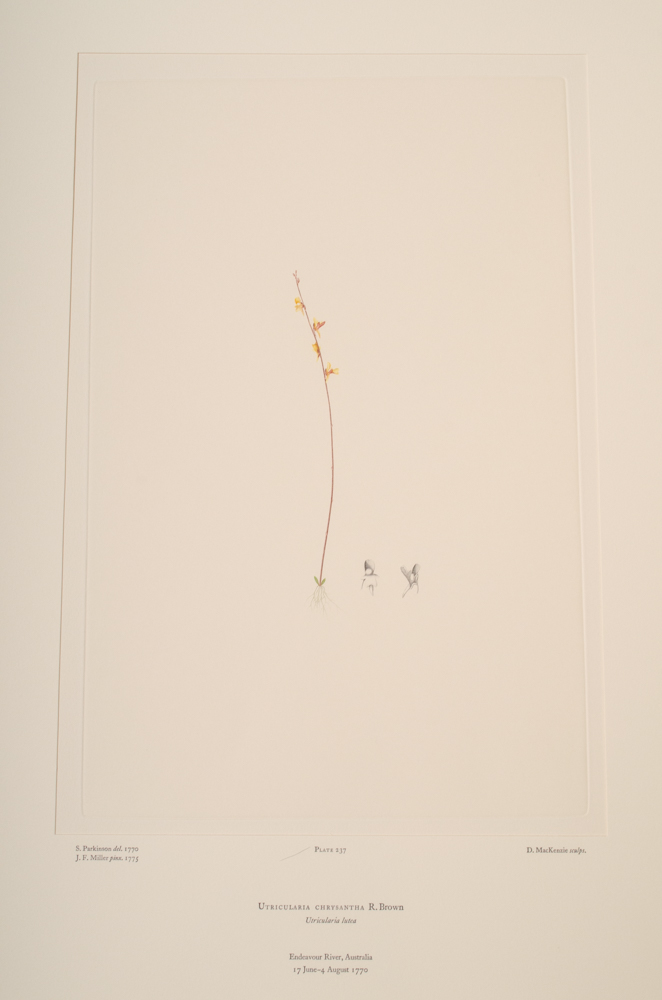 Banks' Florilegium Limited Edition "Part XI: Australia Plates 226-247" Engravings