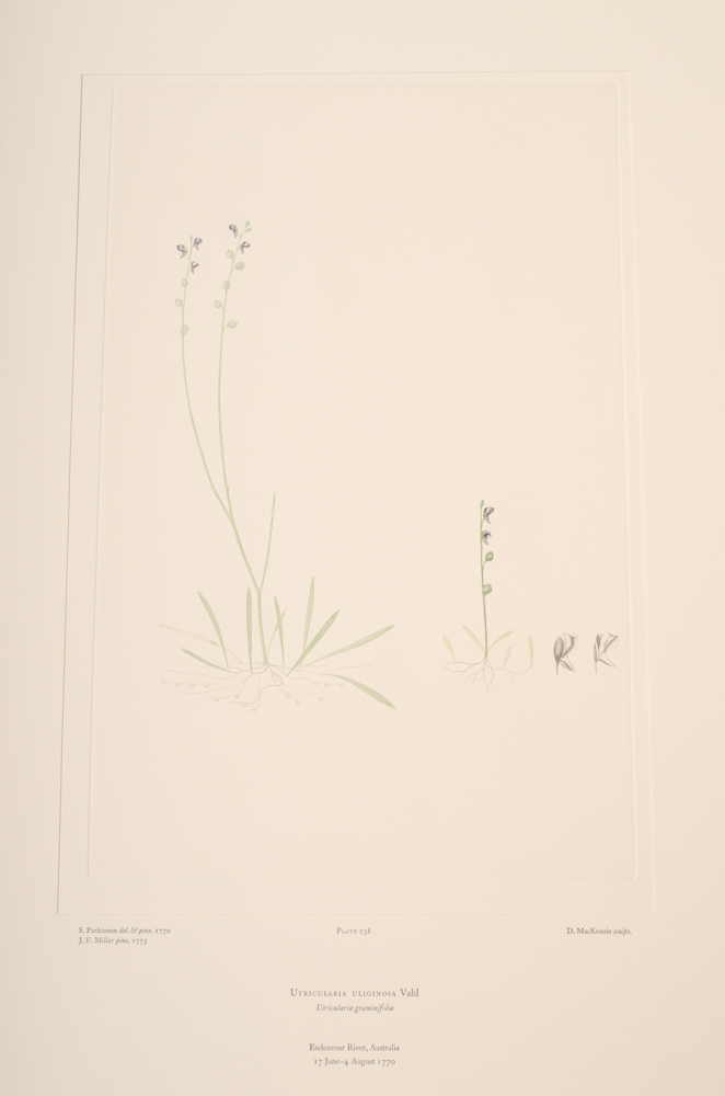 Banks' Florilegium Limited Edition "Part XI: Australia Plates 226-247" Engravings